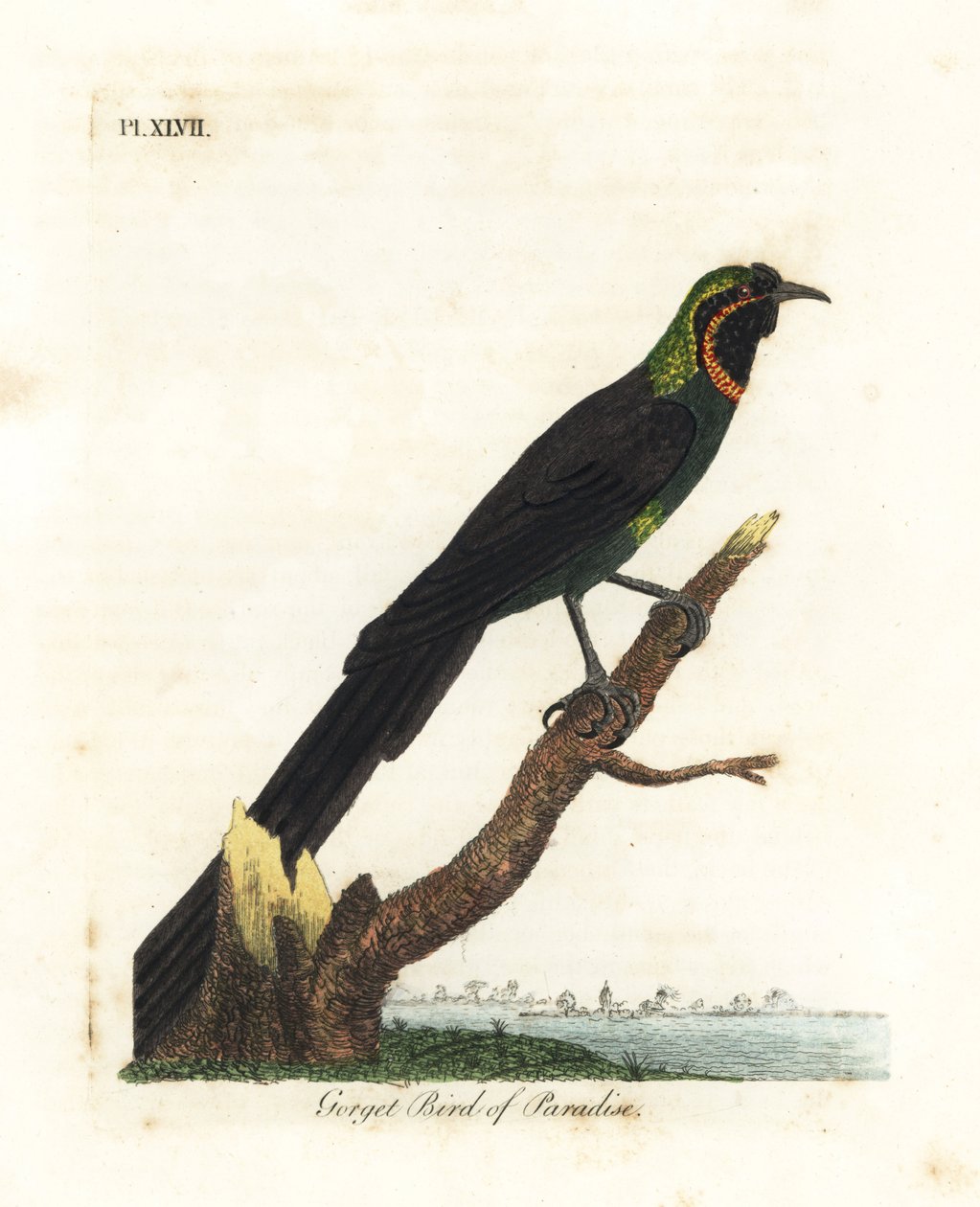 Arfak astrapia ، Astrapia nigra (طائر الجنة Gorget ، Paradisea gularis). لوح نحاسي ملون يدويًا رسمه ونقشه جون لاثام من كتابه A General History of Birds ، وينشستر بواسطة جون لاثام