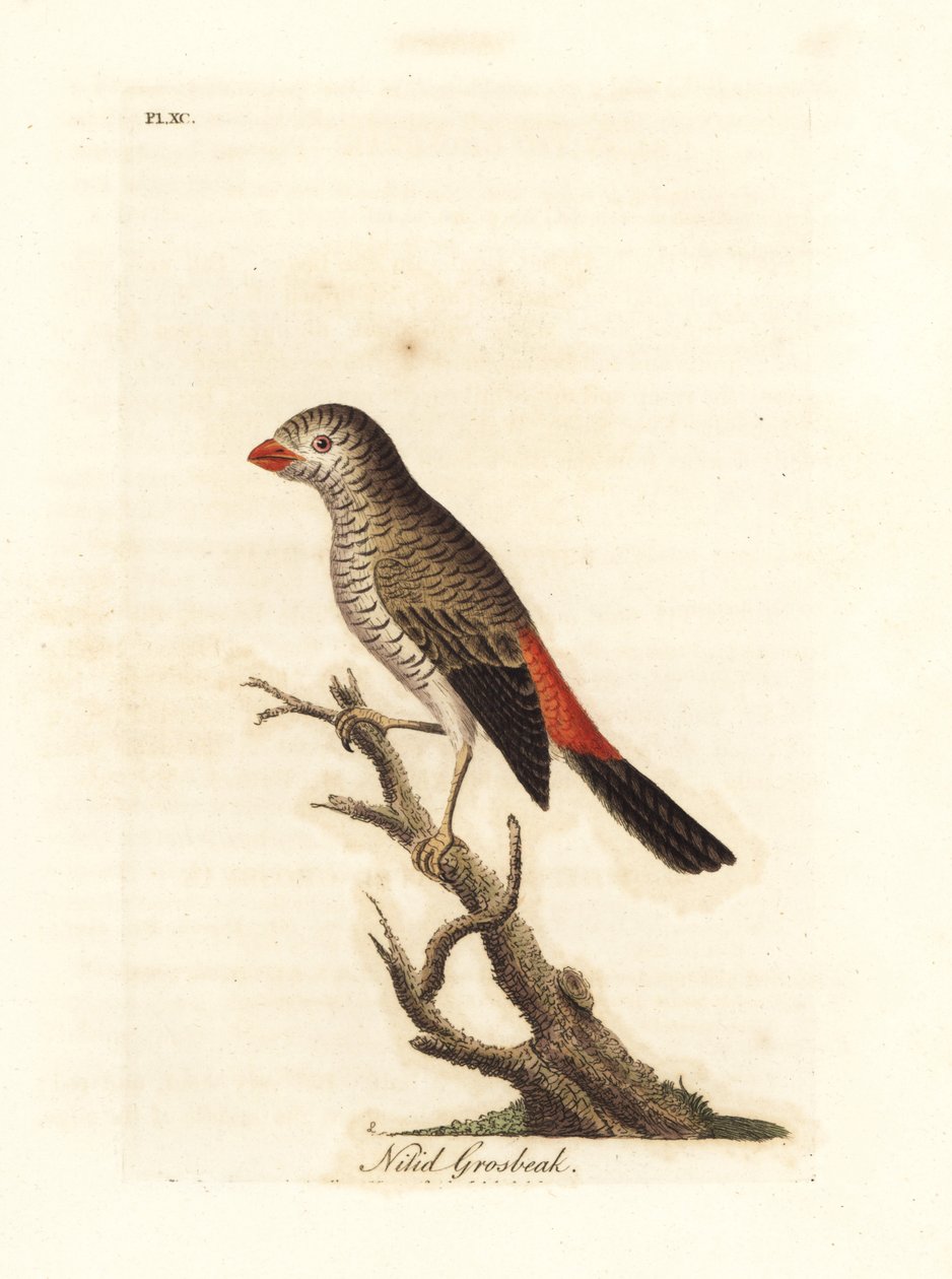 ذيل ناري جميل ، Stagonopleura bella (Nitid grosbeak ، Loxia nitida). لوح نحاسي ملون يدويًا رسمه ونقشه جون لاثام من كتابه A General History of Birds ، وينشستر بواسطة جون لاثام