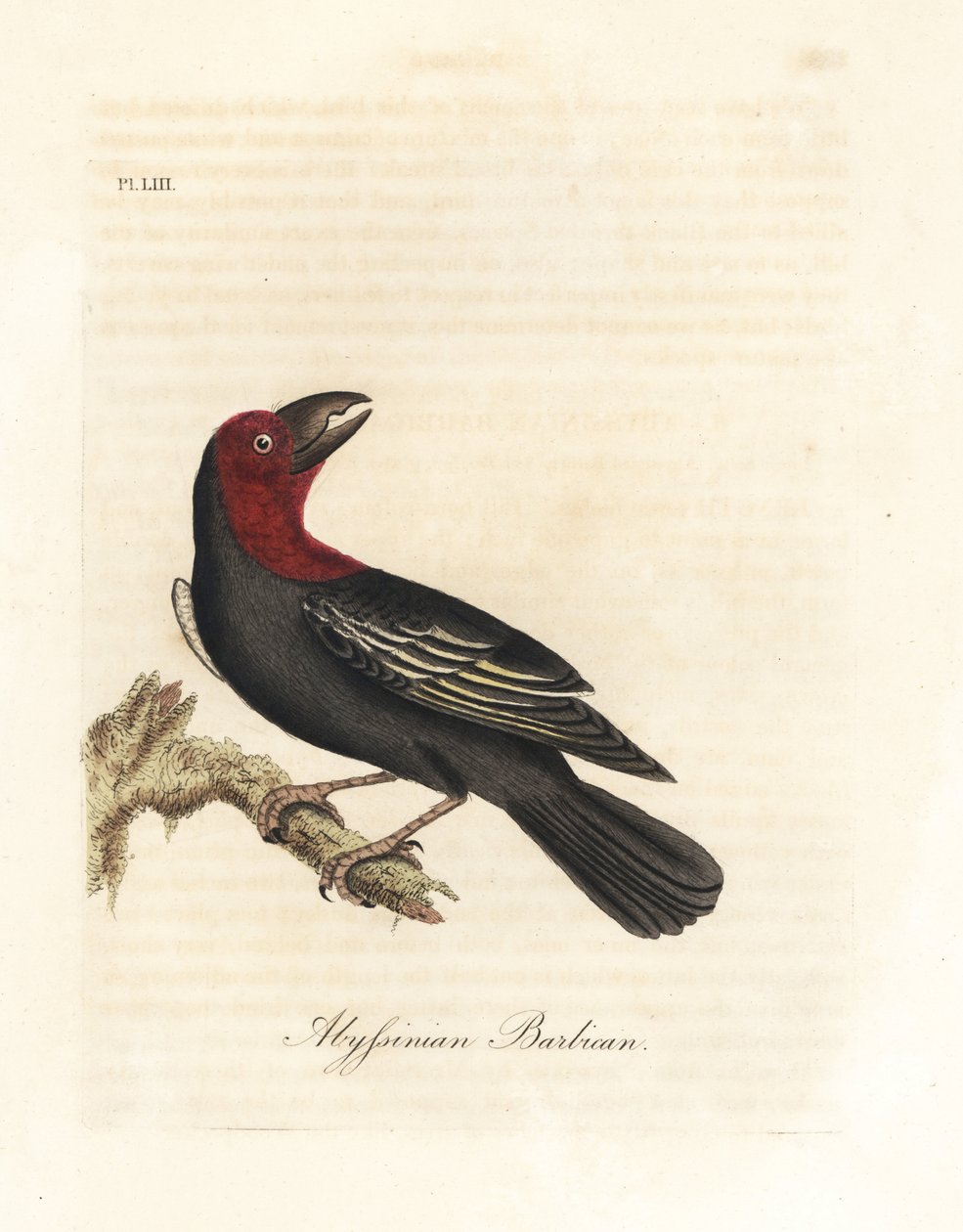 باربيت ذو فاتورة سوداء ، Lybius guifsobalito (Abyssinian barbican ، Bucco saltii). لوح نحاسي ملون يدويًا رسمه ونقشه جون لاثام من كتابه A General History of Birds ، وينشستر بواسطة جون لاثام
