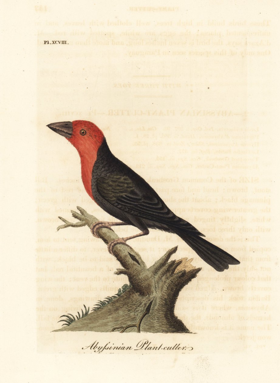 باربيت ذو المنقار الأسود ، Lybius guifsobalito (قاطع نبات الحبشي ، Loxia tridactyla). لوح نحاسي ملون يدويًا رسمه ونقشه جون لاثام من كتابه A General History of Birds ، وينشستر بواسطة جون لاثام