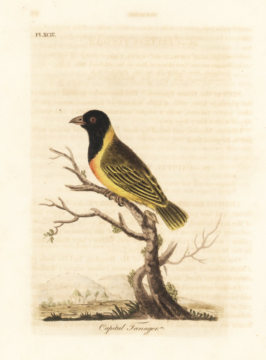 الحائك ذو الرأس الأسود ذو الياقة الصفراء ، Ploceus melanocephalus capitalis (رأس المال tanager ، Tanagra capitalis). لوح نحاسي ملون يدويًا رسمه ونقشه جون لاثام من كتابه A General History of Birds ، وينشستر بواسطة جون لاثام
