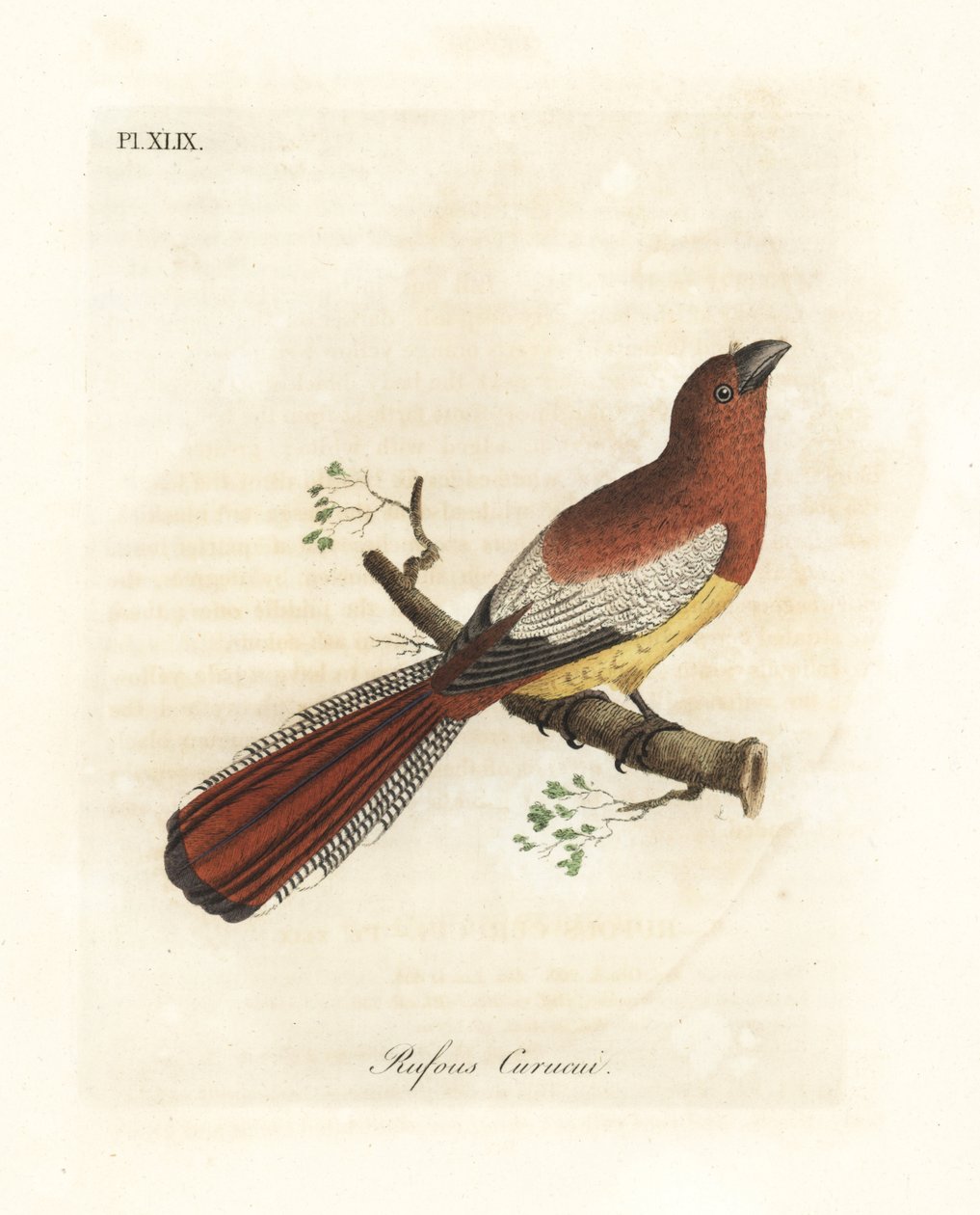trogon أسود الحلق ، Trogon rufus ، أنثى (Rufous curucui ، Trogon rufus). تم نسخه من رسم مارتينيت لسيارة كاين لبوفون كوكو. لوح نحاسي ملون يدويًا رسمه ونقشه جون لاثام من كتابه A General History of Bi بواسطة جون لاثام