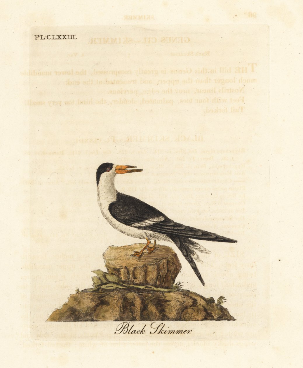 مقشدة سوداء ، Rynchops niger (Rhynchops nigra). لوح نحاسي ملون يدويًا رسمه ونقشه جون لاثام من كتابه A General History of Birds ، وينشستر بواسطة جون لاثام