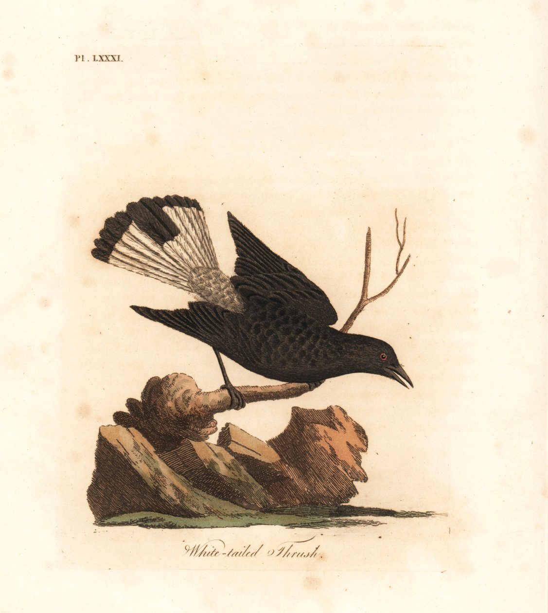 قمح أسود ، Oenanthe leucura (القلاع الأبيض الذيل ، Turdus leucurus). لوح نحاسي ملون يدويًا رسمه ونقشه جون لاثام من كتابه A General History of Birds ، وينشستر بواسطة جون لاثام