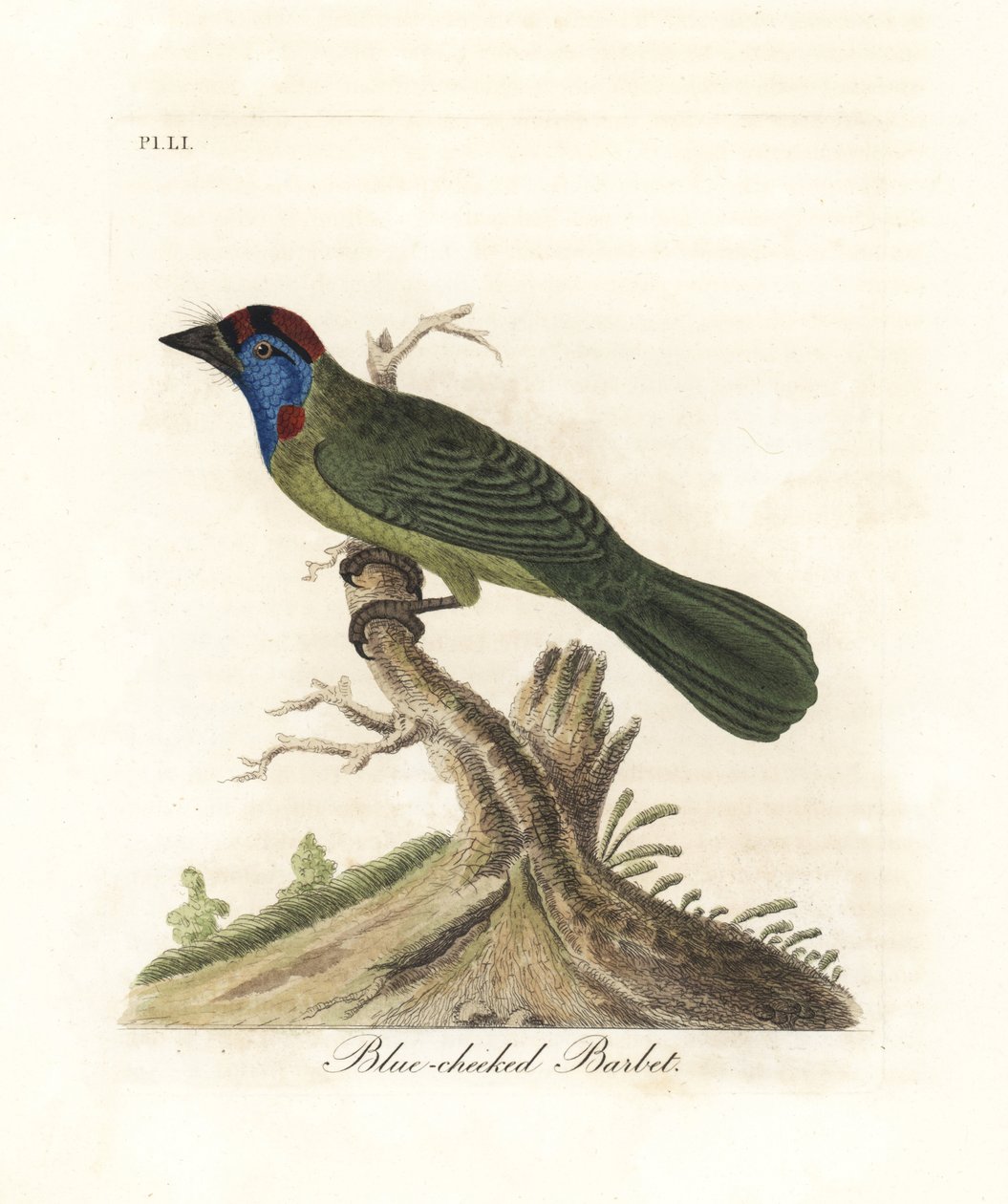أزرق الحلق أو جبل باربي ، Psilopogon asiaticus. (لحية زرقاء الخد ، Trogon asiaticus). لوح نحاسي ملون يدويًا رسمه ونقشه جون لاثام من كتابه A General History of Birds ، وينشستر بواسطة جون لاثام