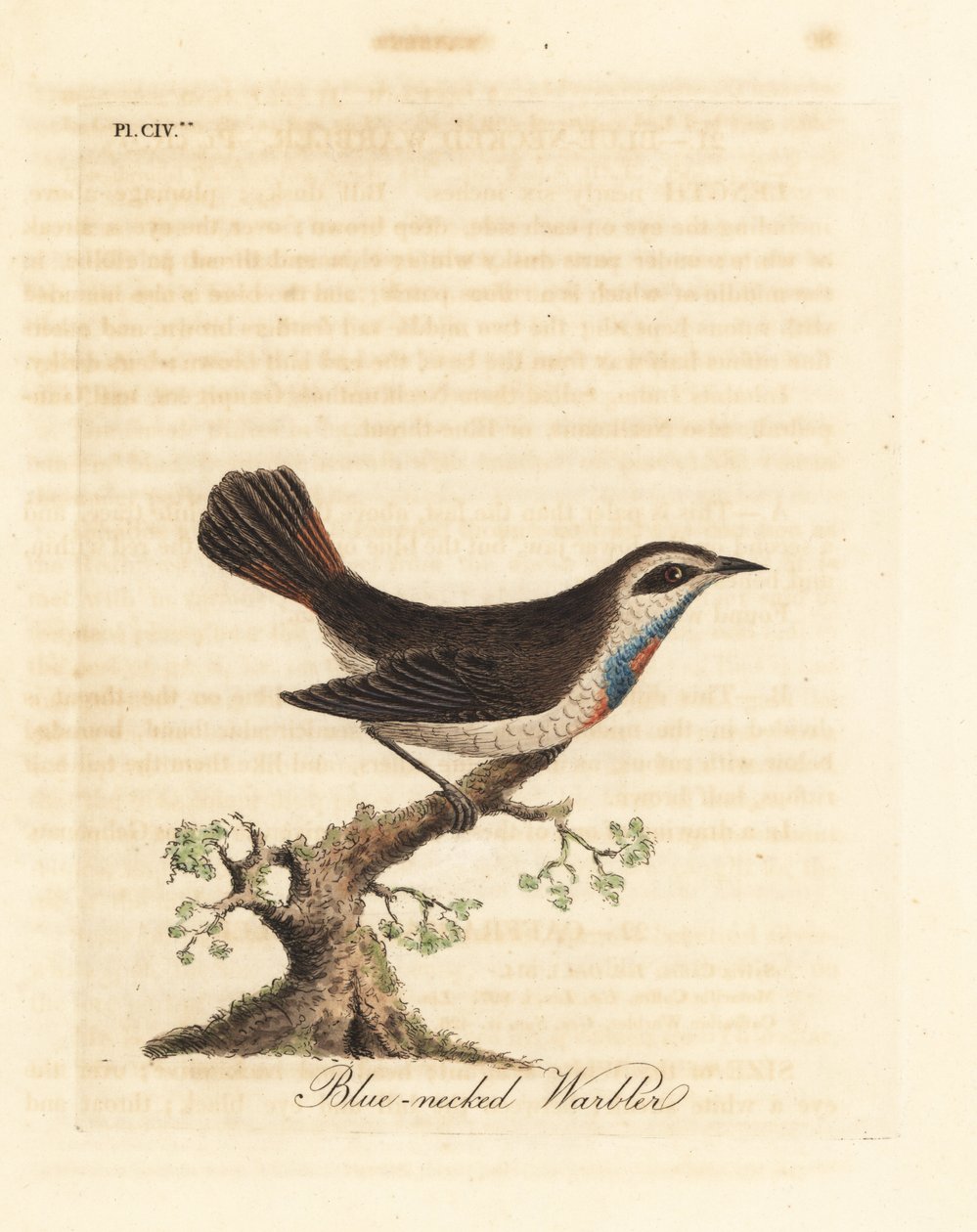Bluethroat ، Luscinia svecica (الدخلة ذات العنق الأزرق ، والمعروفة أيضًا باسم Gunpigera ، neelkunthee ، gunpedrab في الهند). لوح نحاسي ملون يدويًا رسمه ونقشه جون لاثام من كتابه A General History of Birds ، وينشستر بواسطة جون لاثام