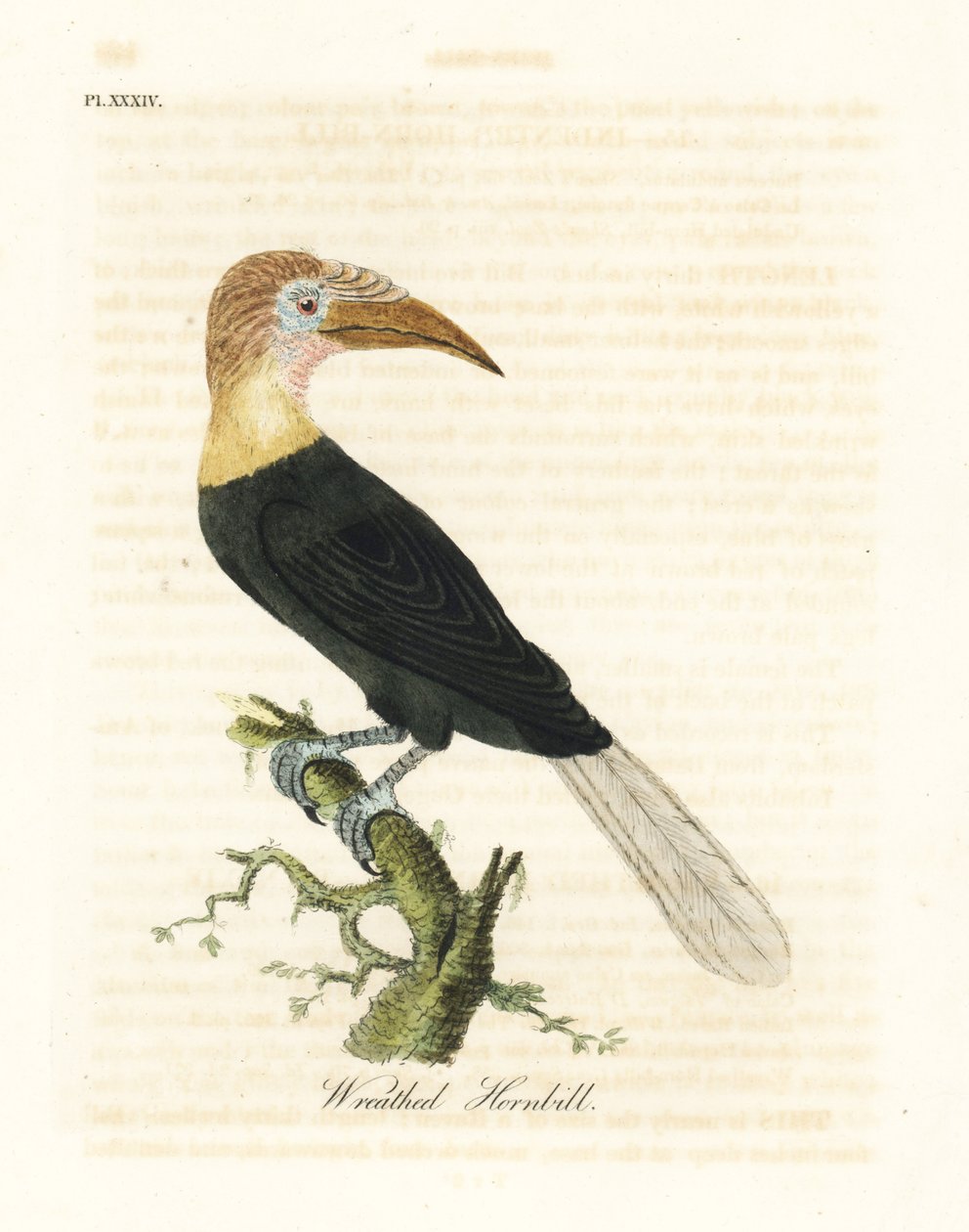 Blythh's أو Papuan Hornbill ، Rhyticeros plicatus (نبات البوقير المكلل ، Buceros plicatus). لوح نحاسي ملون يدويًا رسمه ونقشه جون لاثام من كتابه A General History of Birds ، وينشستر بواسطة جون لاثام