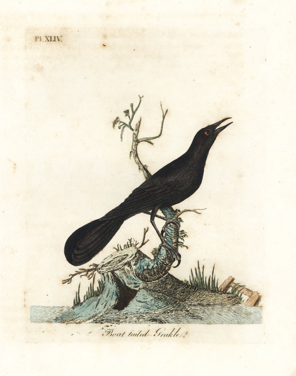 زورق الذيل القارب ، Quiscalus major (Grakle ذو الذيل القارب ، Gracula barita). لوح نحاسي ملون يدويًا رسمه ونقشه جون لاثام من كتابه A General History of Birds ، وينشستر بواسطة جون لاثام