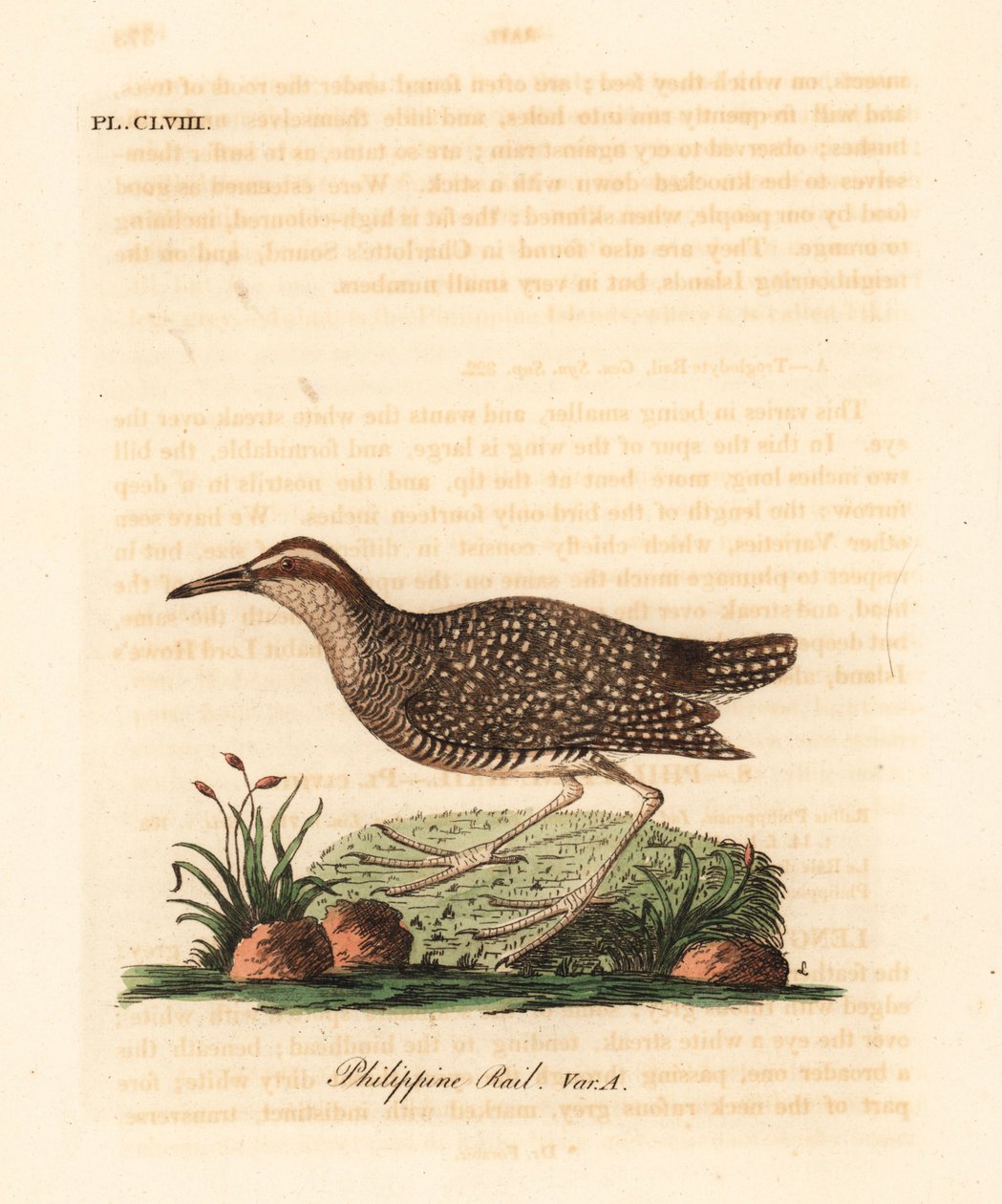 السكك الحديدية ذات النطاقات العازلة ، Gallirallus philippensis (السكك الحديدية الفلبينية ، Rallus philippensis). لوح نحاسي ملون يدويًا رسمه ونقشه جون لاثام من كتابه A General History of Birds ، وينشستر بواسطة جون لاثام