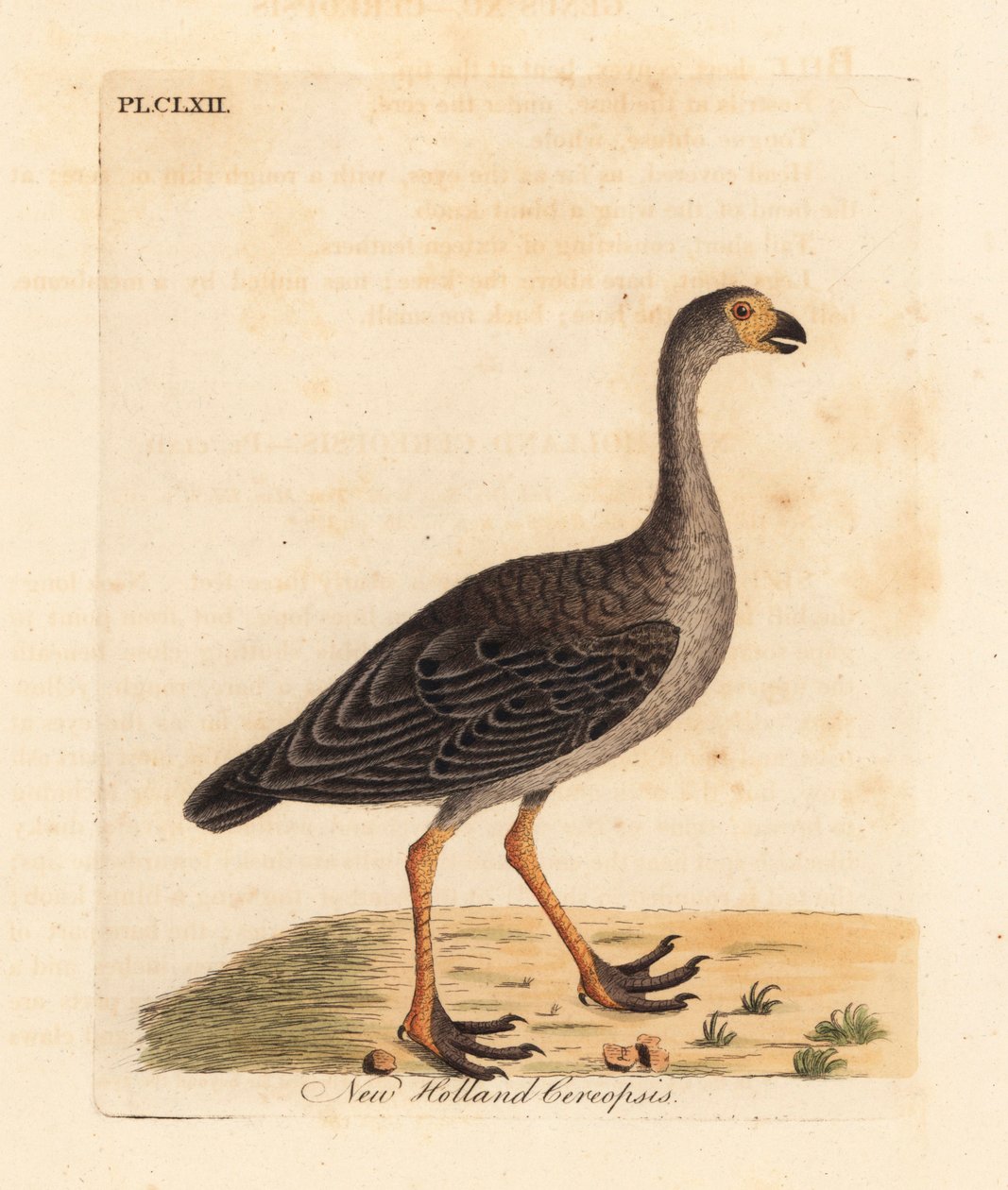 أوزة كيب بارين ، Cereopsis novae hollandiae (New Holland cereopsis). لوح نحاسي ملون يدويًا رسمه ونقشه جون لاثام من كتابه A General History of Birds ، وينشستر بواسطة جون لاثام