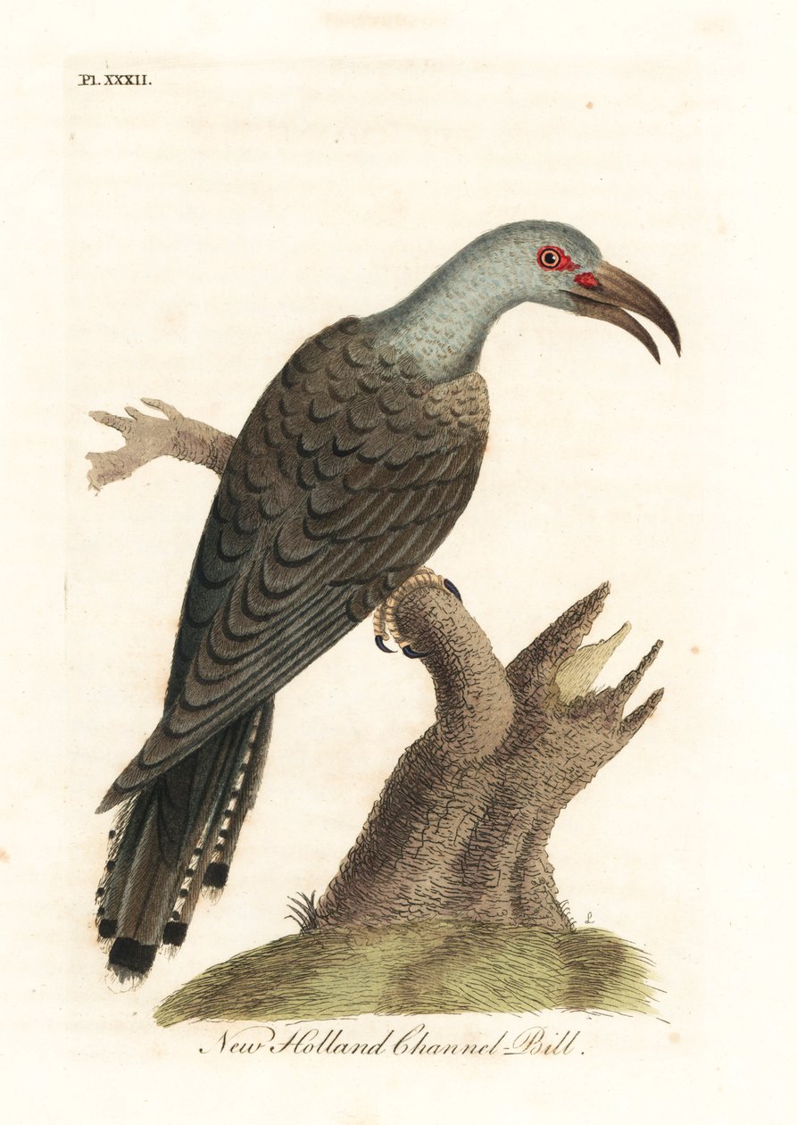 الوقواق ذو المنقار القناة ، Scythrops novaehollandiae (فاتورة القناة الأسترالية ، Psittaceous hornbill). لوح نحاسي ملون يدويًا رسمه ونقشه جون لاثام من كتابه A General History of Birds ، وينشستر بواسطة جون لاثام