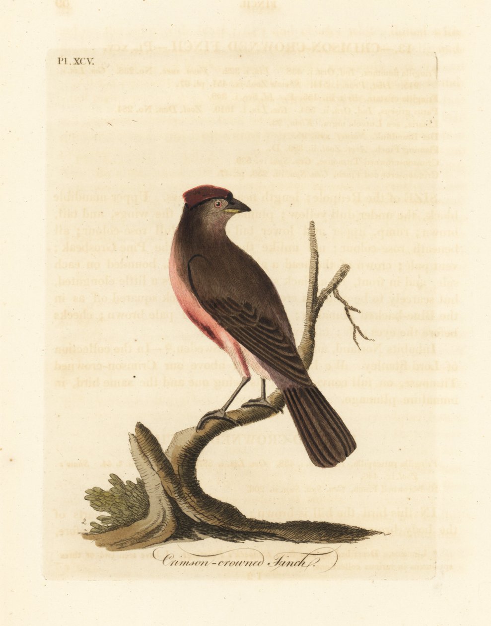 الأحمر الشائع ، Carduelis flammea (القرمزي المتوج ، Fringilla flammea). لوح نحاسي ملون يدويًا رسمه ونقشه جون لاثام من كتابه A General History of Birds ، وينشستر بواسطة جون لاثام