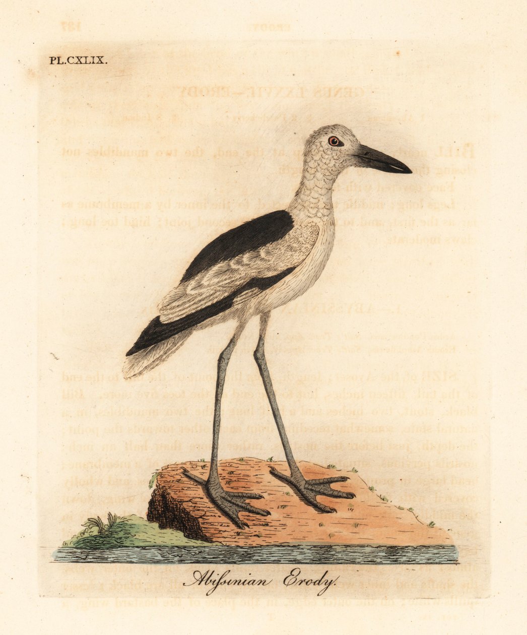 زقزاق السلطعون ، Dromas ardeola (Abyssinian erody ، Ardea pondiceriana). لوح نحاسي ملون يدويًا رسمه ونقشه جون لاثام من كتابه A General History of Birds ، وينشستر بواسطة جون لاثام