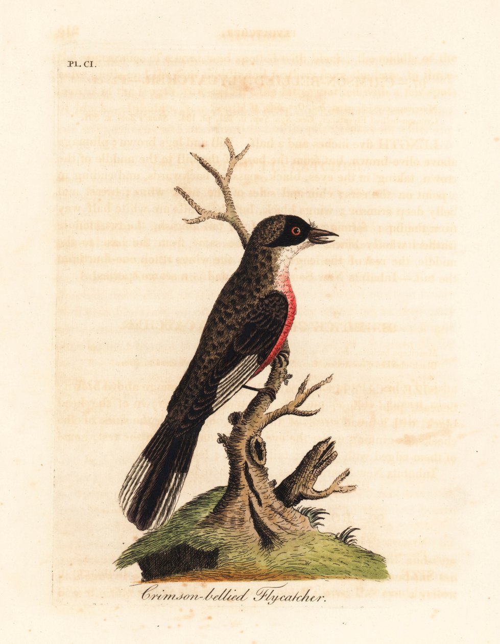 صائد الذباب قرمزي البطن ، Muscicapa coccinigastra. أنواع غير معروفة من الطيور تم نسخها من رسم توضيحي لرسام بورت جاكسون. لوح نحاسي ملون يدويًا رسمه ونقشه جون لاثام من كتابه A General History of Birds ، وينشستر بواسطة جون لاثام