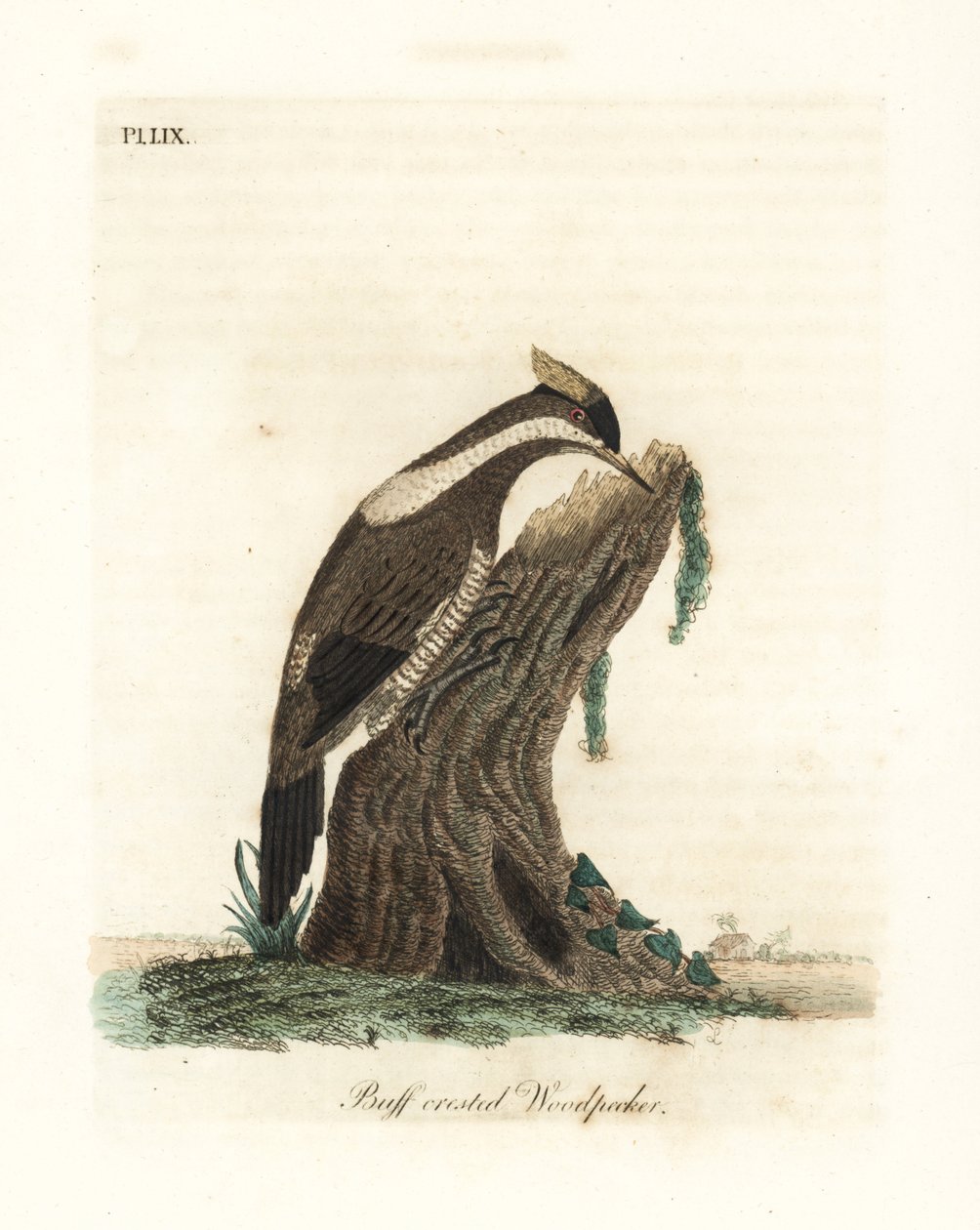 نقار الخشب القرمزي المتوج ، Campephilus melanoleucos (نقار الخشب المتوج ، Picus melanoleucus). بناء على جلد في متحف ليفريان. لوح نحاسي ملون يدويًا رسمه ونقشه جون لاثام من كتابه A General History of Birds ، وينشستر بواسطة جون لاثام