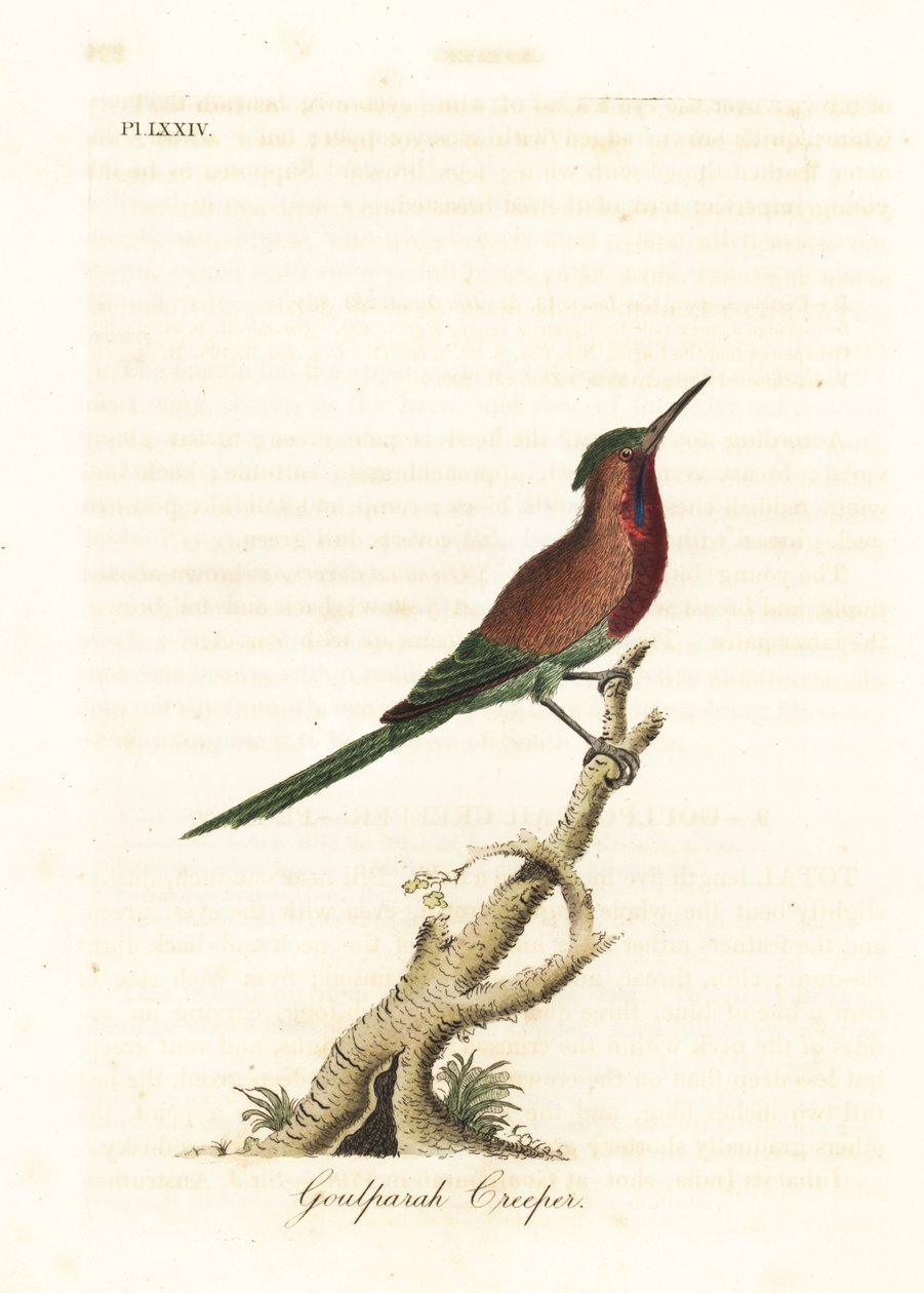 طائر الشمس القرمزي ، Aethopyga siparaja seheriae (Goulpourah creeper). لوح نحاسي ملون يدويًا رسمه ونقشه جون لاثام من كتابه A General History of Birds ، وينشستر بواسطة جون لاثام