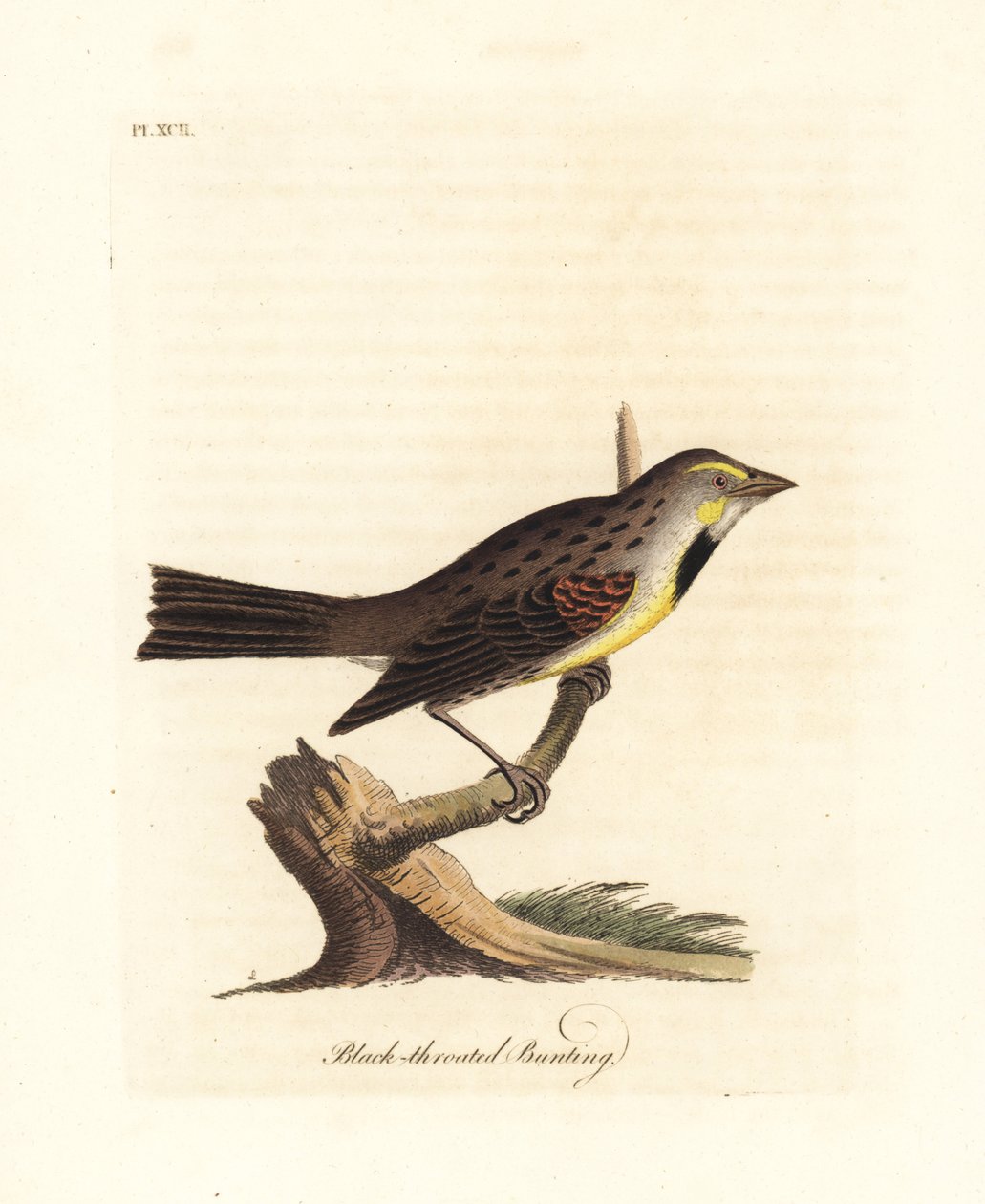 Dickcissel ، Spiza americana (الرايات السوداء الحلق ، Emberiza americana). لوح نحاسي ملون يدويًا رسمه ونقشه جون لاثام من كتابه A General History of Birds ، وينشستر بواسطة جون لاثام