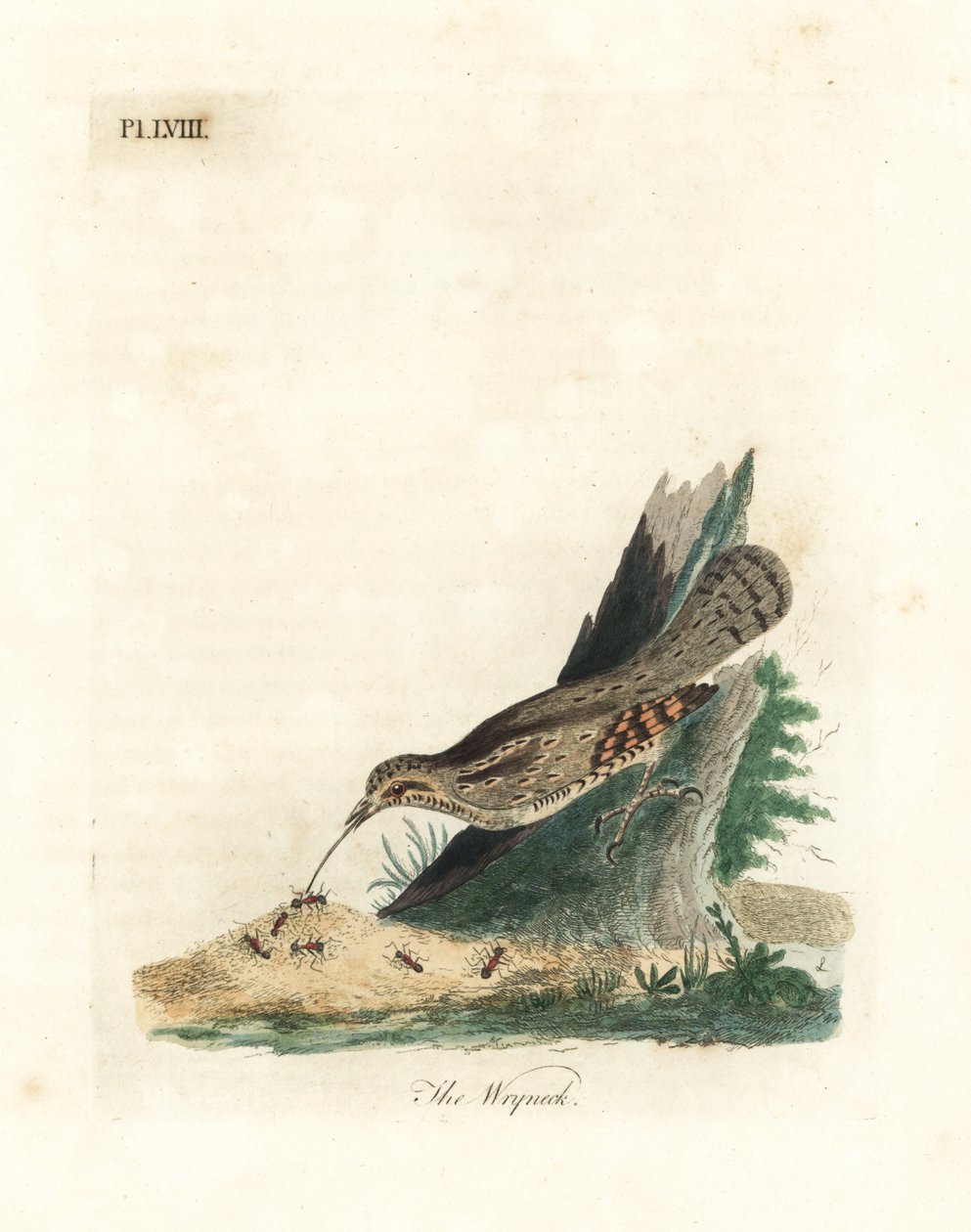 wryneck الأوراسي ، Jynx torquilla (Junx torquilla). لوح نحاسي ملون يدويًا رسمه ونقشه جون لاثام من كتابه A General History of Birds ، وينشستر بواسطة جون لاثام