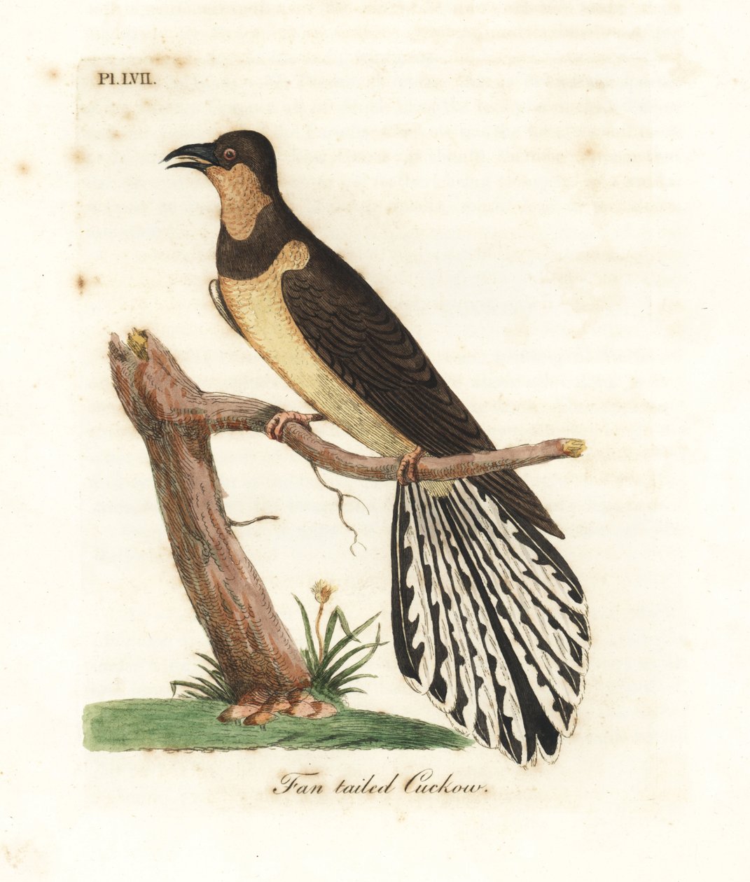 الوقواق ذو الذيل المروحي ، Cacomantis flabelliformis. لوح نحاسي ملون يدويًا رسمه ونقشه جون لاثام من كتابه A General History of Birds ، وينشستر بواسطة جون لاثام