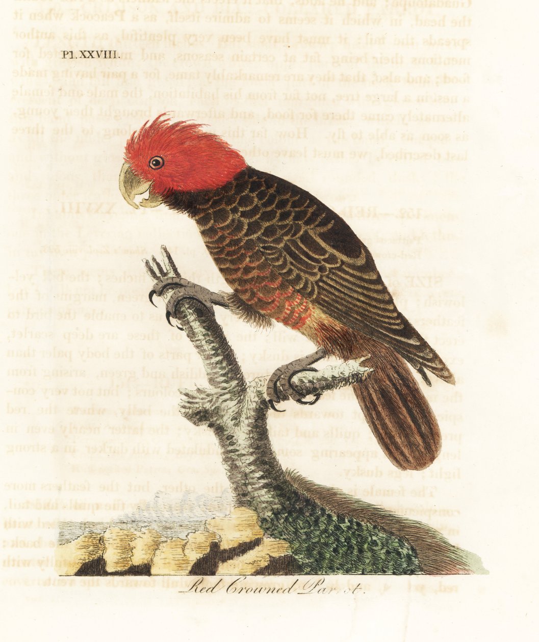 كوكاتو عصابة ، Callocephalon fimbriatum (ببغاء أحمر التاج ، Psittacus galeatus). لوح نحاسي ملون يدويًا رسمه ونقشه جون لاثام من كتابه A General History of Birds ، وينشستر بواسطة جون لاثام