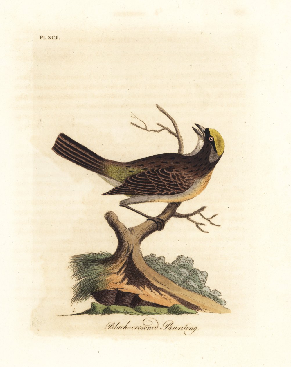 العصفور الذهبي ، Zonotrichia atricapilla (الرايات ذات التاج الأسود ، Emberiza atricapilla). لوح نحاسي ملون يدويًا رسمه ونقشه جون لاثام من كتابه A General History of Birds ، وينشستر بواسطة جون لاثام