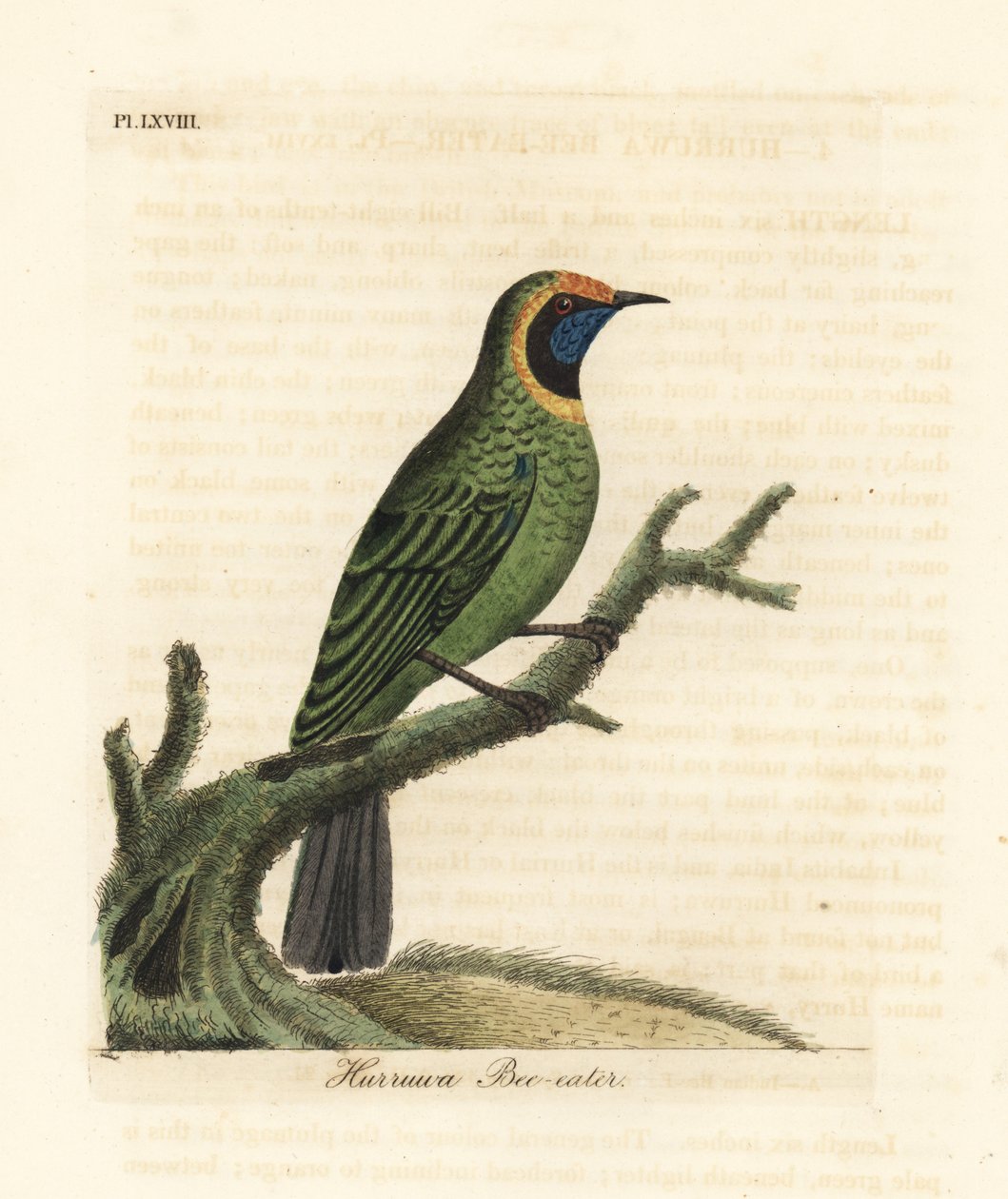 طائر الأوراق ذو الواجهة الذهبية ، Chloropsis aurifrons. (Hurruwa bee-eater، India.) لوح نحاسي ملون يدويًا رسمه ونقشه جون لاثام من كتابه تاريخ الطيور العام ، وينشستر بواسطة جون لاثام