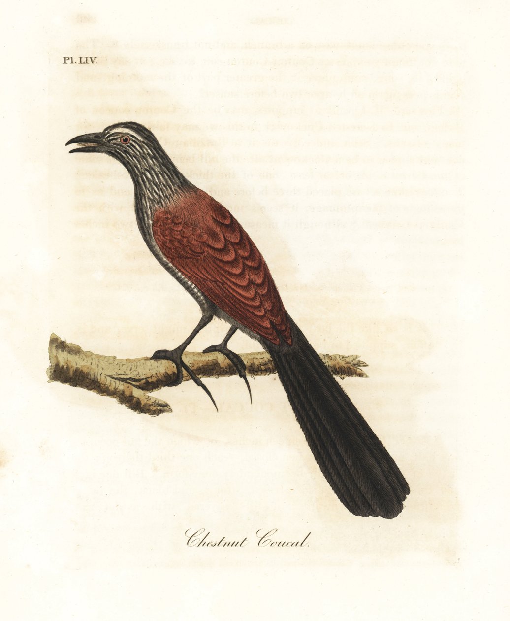 دراج أكبر أو غراب ، Centropus sinensis (الكستناء coucal). لوح نحاسي ملون يدويًا رسمه ونقشه جون لاثام من كتابه A General History of Birds ، وينشستر بواسطة جون لاثام
