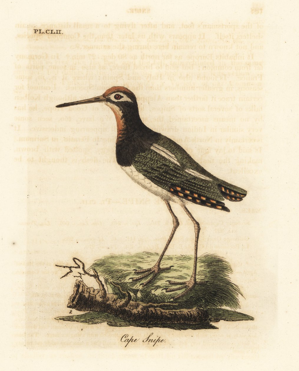 أكبر قنص الطلاء ، Rostratula benghalensis (Cape snipe ، Scolopax capensis). لوح نحاسي ملون يدويًا رسمه ونقشه جون لاثام من كتابه A General History of Birds ، وينشستر بواسطة جون لاثام