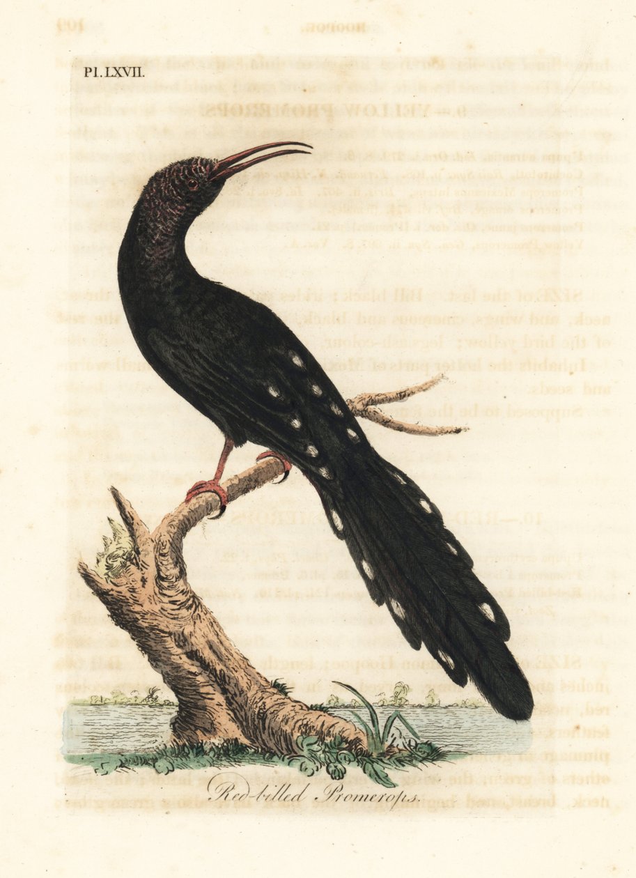 هدهد الخشب الأخضر ، Phoeniculus purpureus (بروميروب أحمر ، Upupa erythrorynchos). لوح نحاسي ملون يدويًا رسمه ونقشه جون لاثام من كتابه A General History of Birds ، وينشستر بواسطة جون لاثام