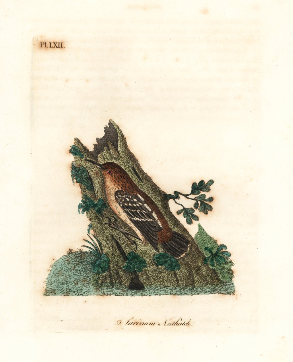 شارع غيانان - أنتورن ، Myrmotherula surinamensis. غير حصين. (Surinam nuthatch، Sitta surinamensis.) لوح نحاسي ملون يدويًا رسمه ونقشه جون لاثام من كتابه تاريخ الطيور العام ، وينشستر بواسطة جون لاثام