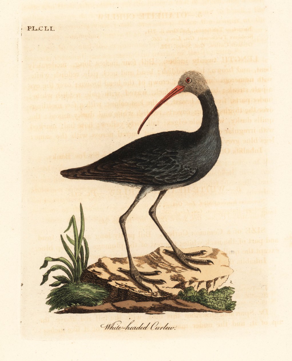 هدادة أم حديدة أبو منجل وبستريشيا حداش؟ (تجعد أبيض الرأس ، Numenius leucocephalus.) لوح نحاسي ملون يدويًا رسمه ونقشه جون لاثام من كتابه A General History of Birds ، وينشستر بواسطة جون لاثام