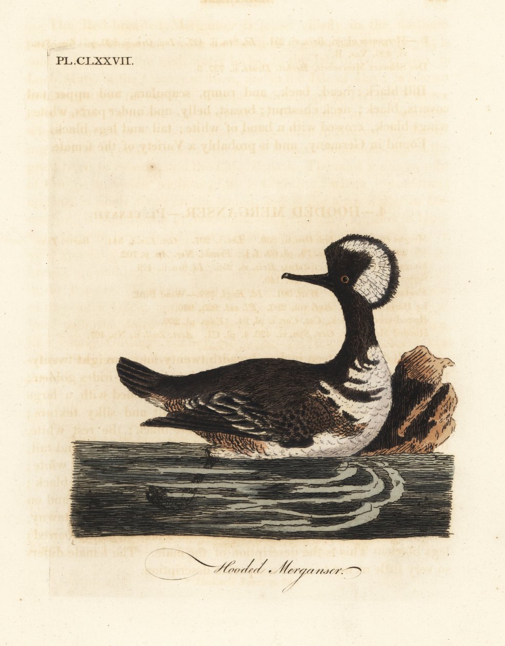 Merganser مقنع ، Lophodytes cucullatus (Mergus cucullatus). لوح نحاسي ملون يدويًا رسمه ونقشه جون لاثام من كتابه A General History of Birds ، وينشستر بواسطة جون لاثام