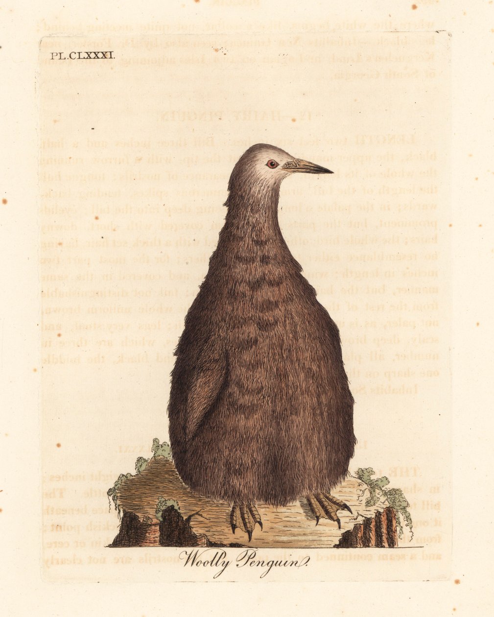 البطريق الملك ، Aptenodytes patagonicus ، الأحداث (البطريق الصوفي). لوح نحاسي ملون يدويًا رسمه ونقشه جون لاثام من كتابه A General History of Birds ، وينشستر بواسطة جون لاثام