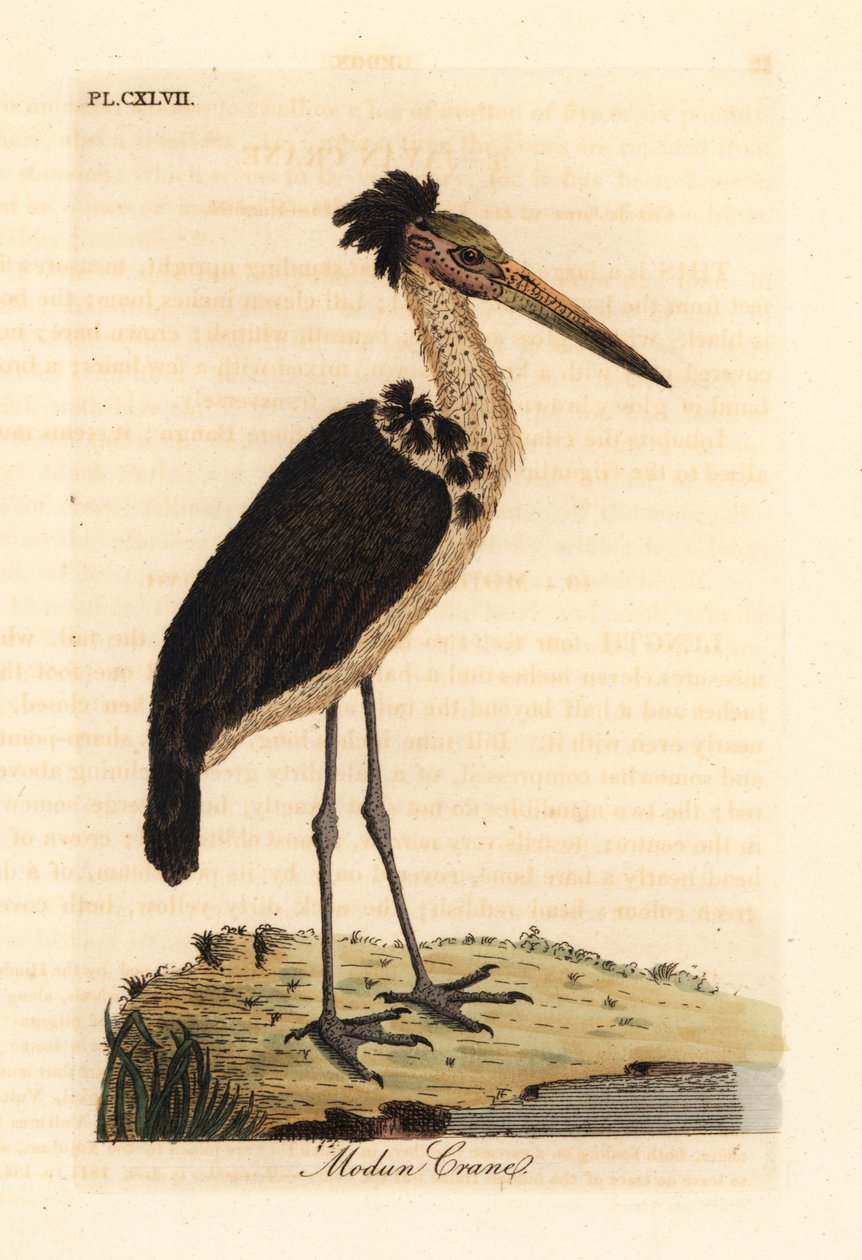 مساعد أقل ، Leptoptilos javanicus. غير حصين. (جمجمة مودون) لوحة نحاسية ملونة يدويًا رسمها ونقشها جون لاثام من كتابه تاريخ الطيور العام ، وينشستر بواسطة جون لاثام