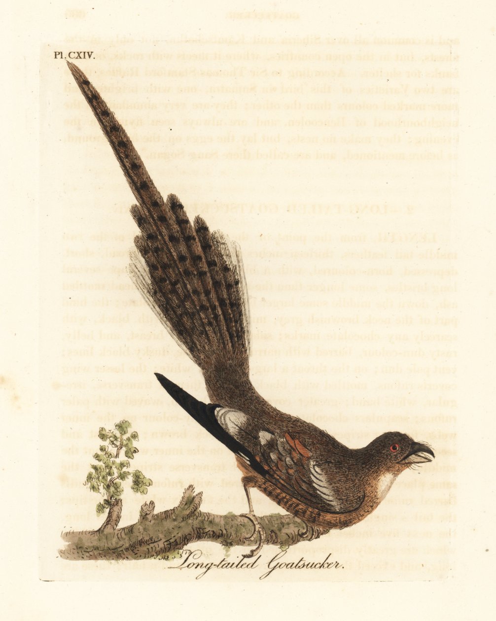 نايض طويل الذيل ، Caprimulgus climacurus (حيوان الماعز طويل الذيل). لوح نحاسي ملون يدويًا رسمه ونقشه جون لاثام من كتابه A General History of Birds ، وينشستر بواسطة جون لاثام
