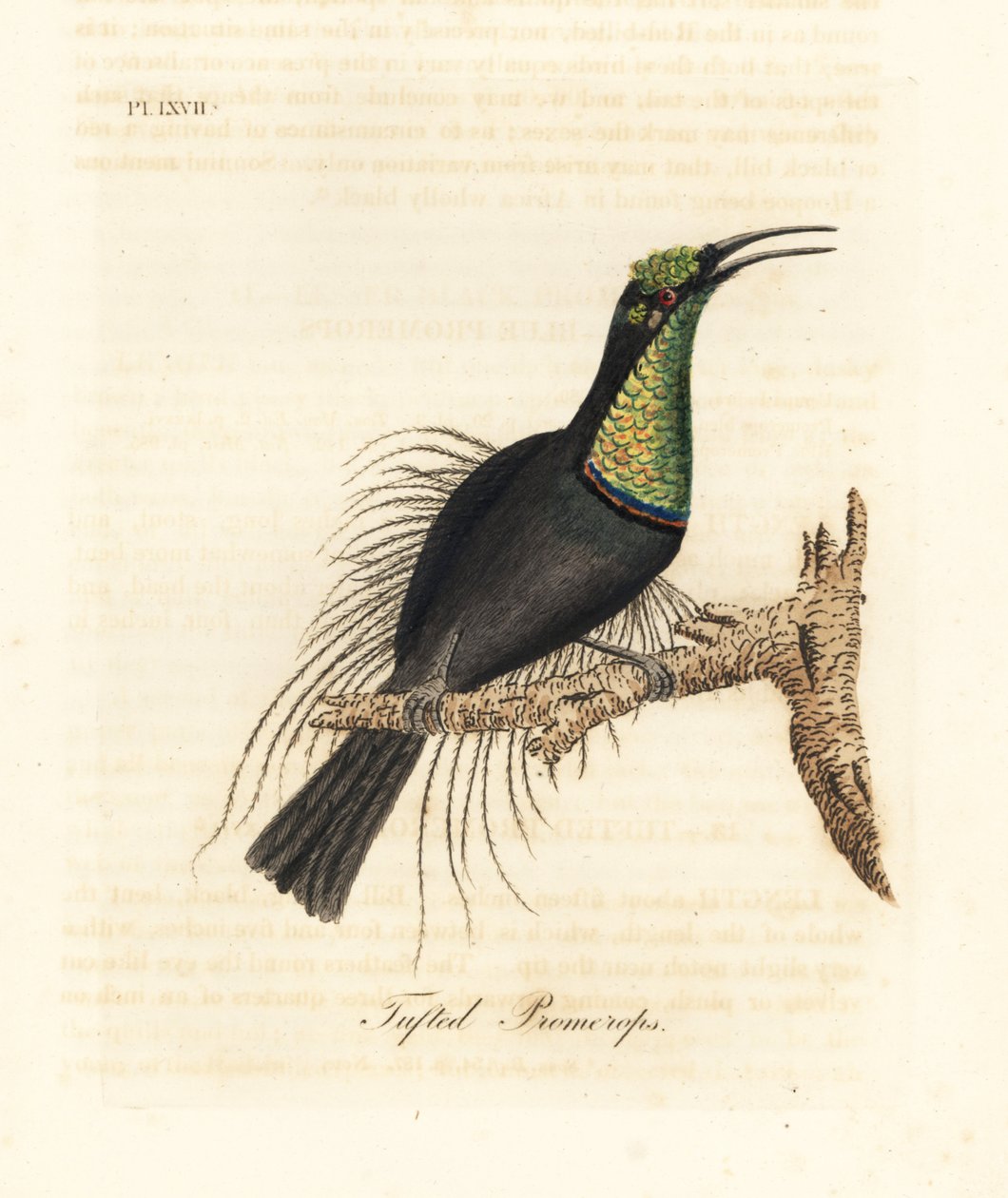 طائر البندقية الرائع ، Ptiloris magnificus (بروميروب معنقدة). مأخوذة من عينة في متحف بولوك. لوح نحاسي ملون يدويًا رسمه ونقشه جون لاثام من كتابه A General History of Birds ، وينشستر بواسطة جون لاثام
