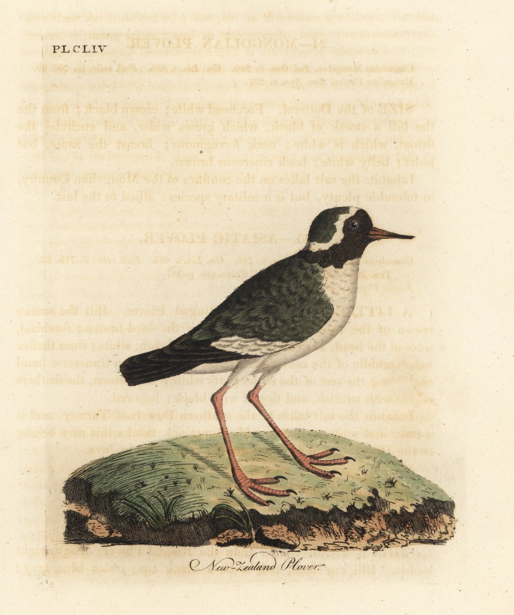 زقزاق نيوزيلندا ، تشرادريوس غامض (Charadrius novae Zealandiae). المهددة بالخطر. لوح نحاسي ملون يدويًا رسمه ونقشه جون لاثام من كتابه A General History of Birds ، وينشستر بواسطة جون لاثام