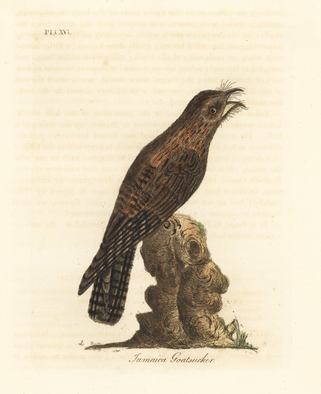 بوتو الشمالية ، Nyctibius jamaicensis (جامايكا ماعز ، Caprimulgus jamaicensis). لوح نحاسي ملون يدويًا رسمه ونقشه جون لاثام من كتابه A General History of Birds ، وينشستر بواسطة جون لاثام