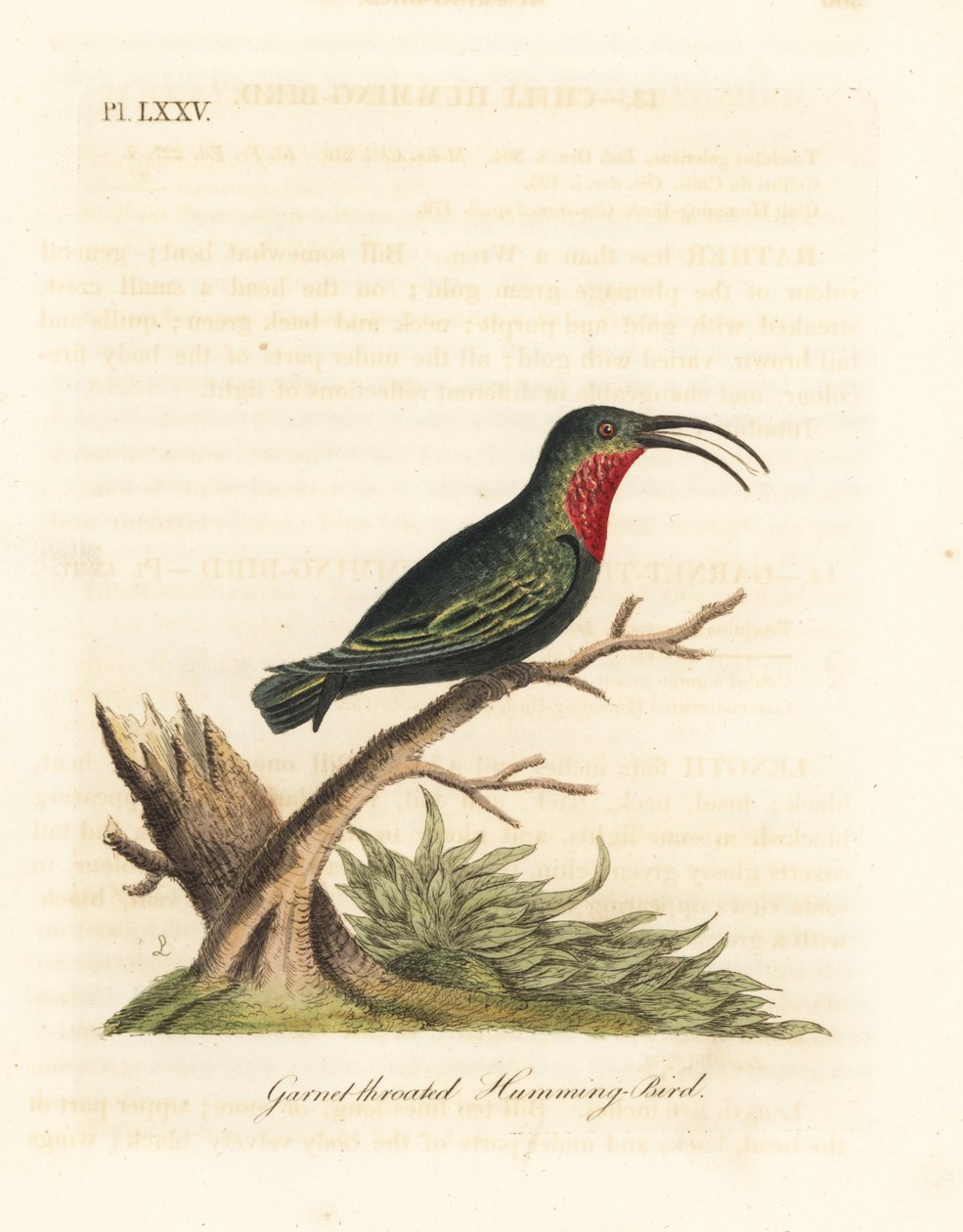 الكارب الأرجواني الحنجرة ، Eulampis jugularis (الطائر الطنان ذو العقيق الحنجرة ، Trochilus granatinus). لوح نحاسي ملون يدويًا رسمه ونقشه جون لاثام من كتابه A General History of Birds ، وينشستر بواسطة جون لاثام