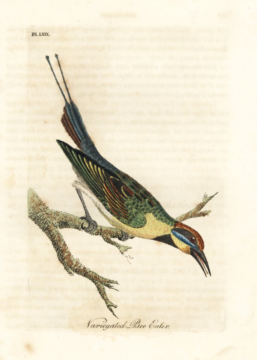 قوس قزح آكلى لحوم البشر ، Merops ornatus (آكل نحل متنوع). أستراليا. لوح نحاسي ملون يدويًا رسمه ونقشه جون لاثام من كتابه A General History of Birds ، وينشستر بواسطة جون لاثام