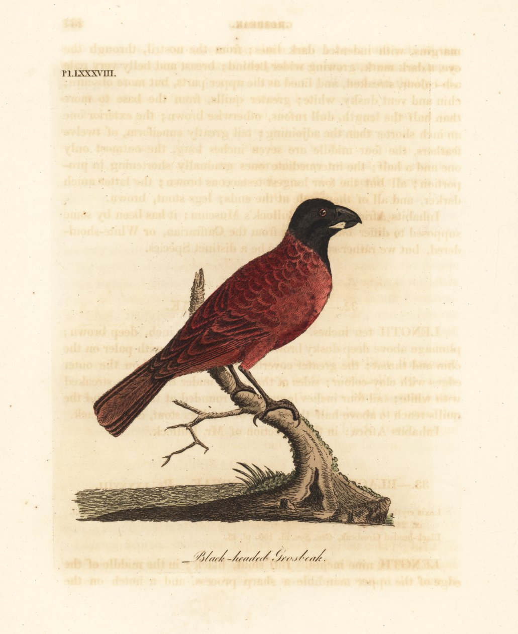 منقار الغراب الأحمر والأسود ، Periporphyrus erythromelas. بالقرب هددت. (منقار أسود الرأس ، Loxia erythromelas.) لوح نحاسي ملون يدويًا رسمه ونقشه جون لاثام من كتابه A General History of Birds ، وينشستر بواسطة جون لاثام