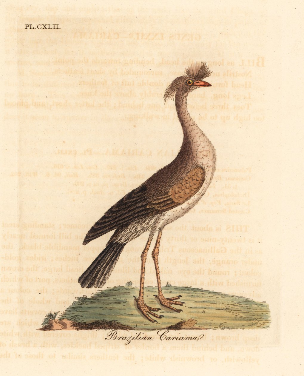 Seriema ذات الأرجل الحمراء أو cariama المتوج ، Cariama cristata (cariama البرازيلية ، Palamedea cristata). لوح نحاسي ملون يدويًا رسمه ونقشه جون لاثام من كتابه A General History of Birds ، وينشستر بواسطة جون لاثام