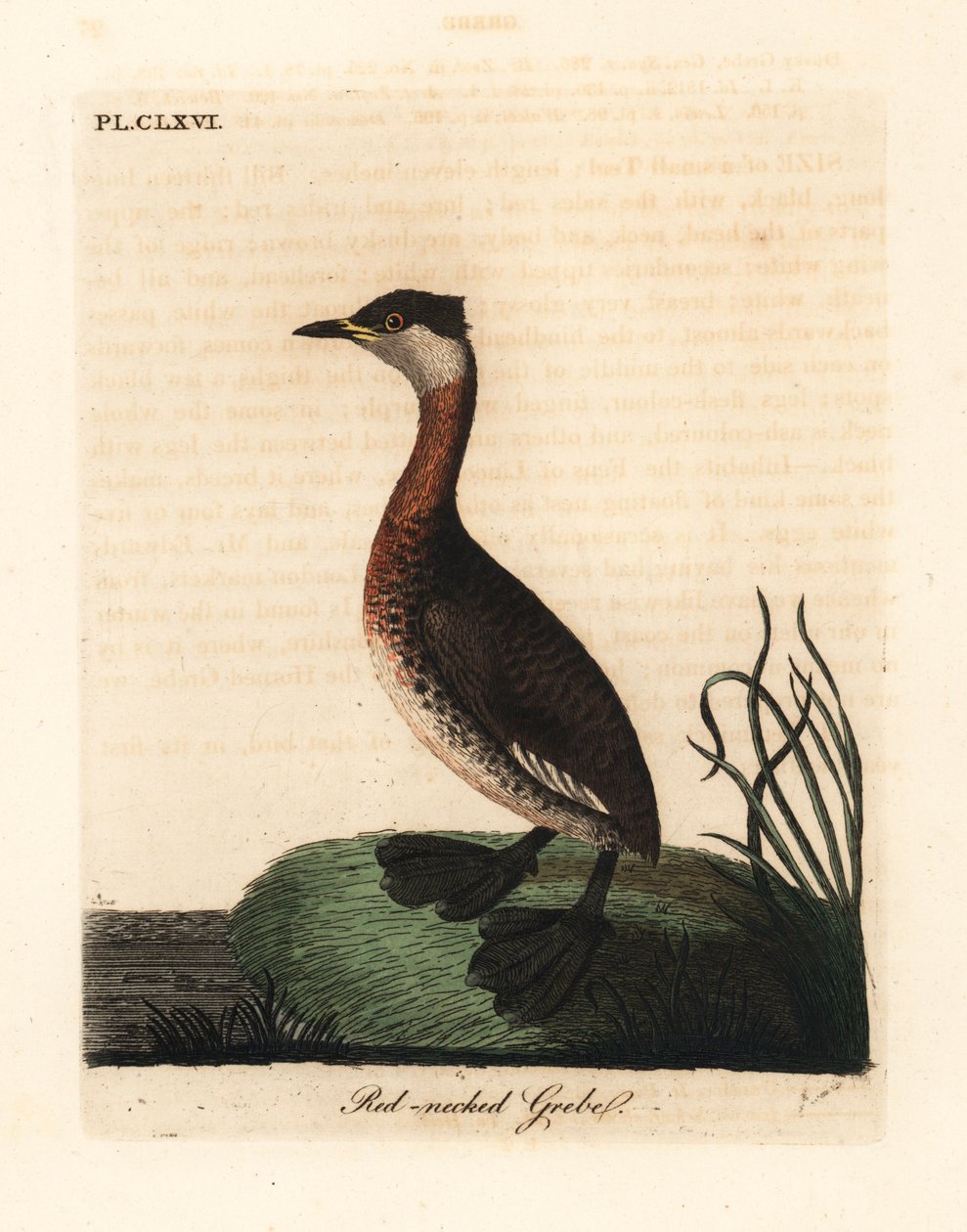 جريب أحمر العنق ، Podiceps grisegena (Podiceps rubricollis). لوح نحاسي ملون يدويًا رسمه ونقشه جون لاثام من كتابه A General History of Birds ، وينشستر بواسطة جون لاثام