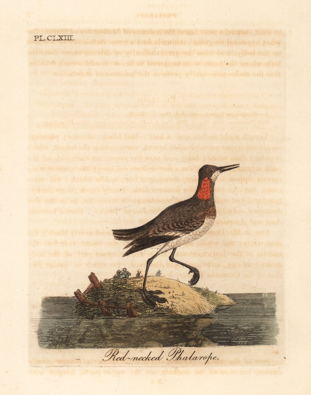 الفالروب ذو العنق الأحمر ، Phalaropus lobatus (Phalaropus hyperboreus). لوح نحاسي ملون يدويًا رسمه ونقشه جون لاثام من كتابه A General History of Birds ، وينشستر بواسطة جون لاثام