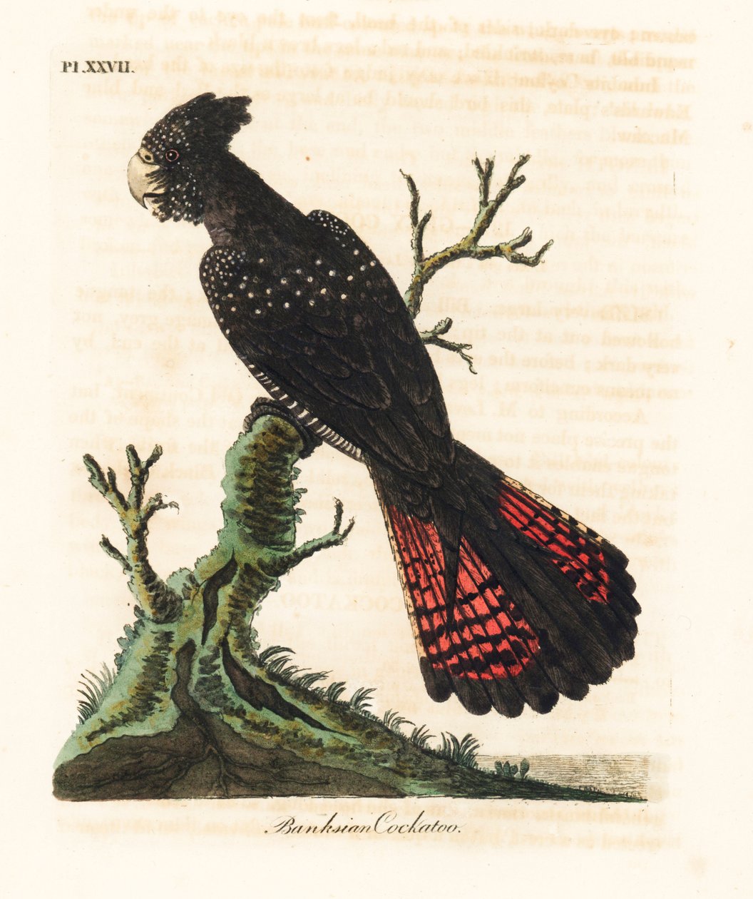 كوكاتو أسود أحمر الذيل ، Calyptorhynchus bankii (كوكاتو بانكسي ، Psittacus bankii). لوح نحاسي ملون يدويًا رسمه ونقشه جون لاثام من كتابه A General History of Birds ، وينشستر بواسطة جون لاثام