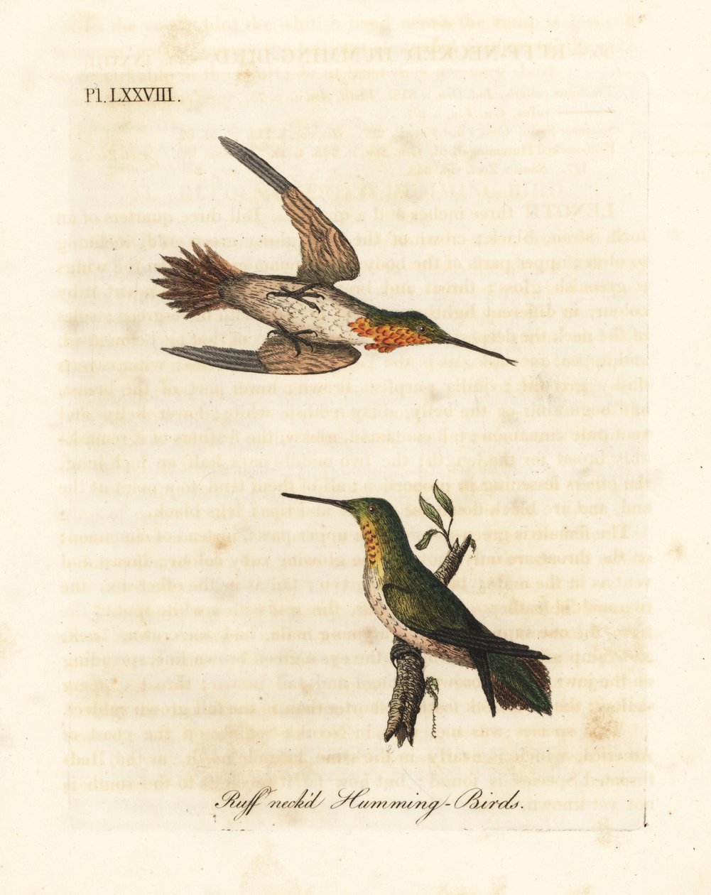 الطائر الطنان روفوس ، Selasphorus rufus (الطائر الطنان ذو العنق Ruff ، Trochilus collaris). ذكر و أنثى. لوح نحاسي ملون يدويًا رسمه ونقشه جون لاثام من كتابه A General History of Birds ، وينشستر بواسطة جون لاثام