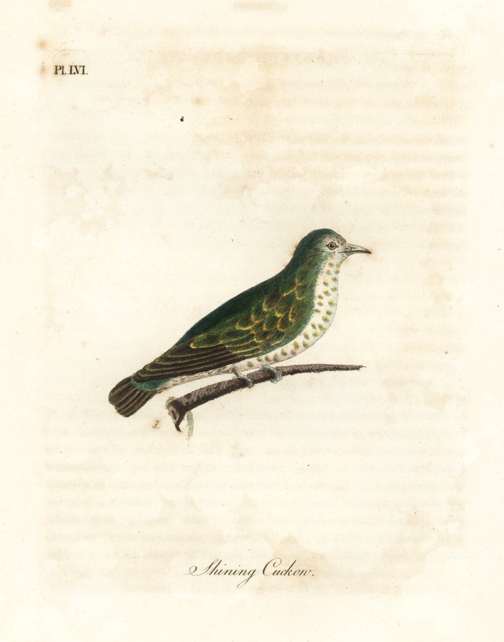 الوقواق البرونزي اللامع ، Chrysococcyx lucidus (الوقواق اللامع ، Cuculus lucidus). لوح نحاسي ملون يدويًا رسمه ونقشه جون لاثام من كتابه A General History of Birds ، وينشستر بواسطة جون لاثام