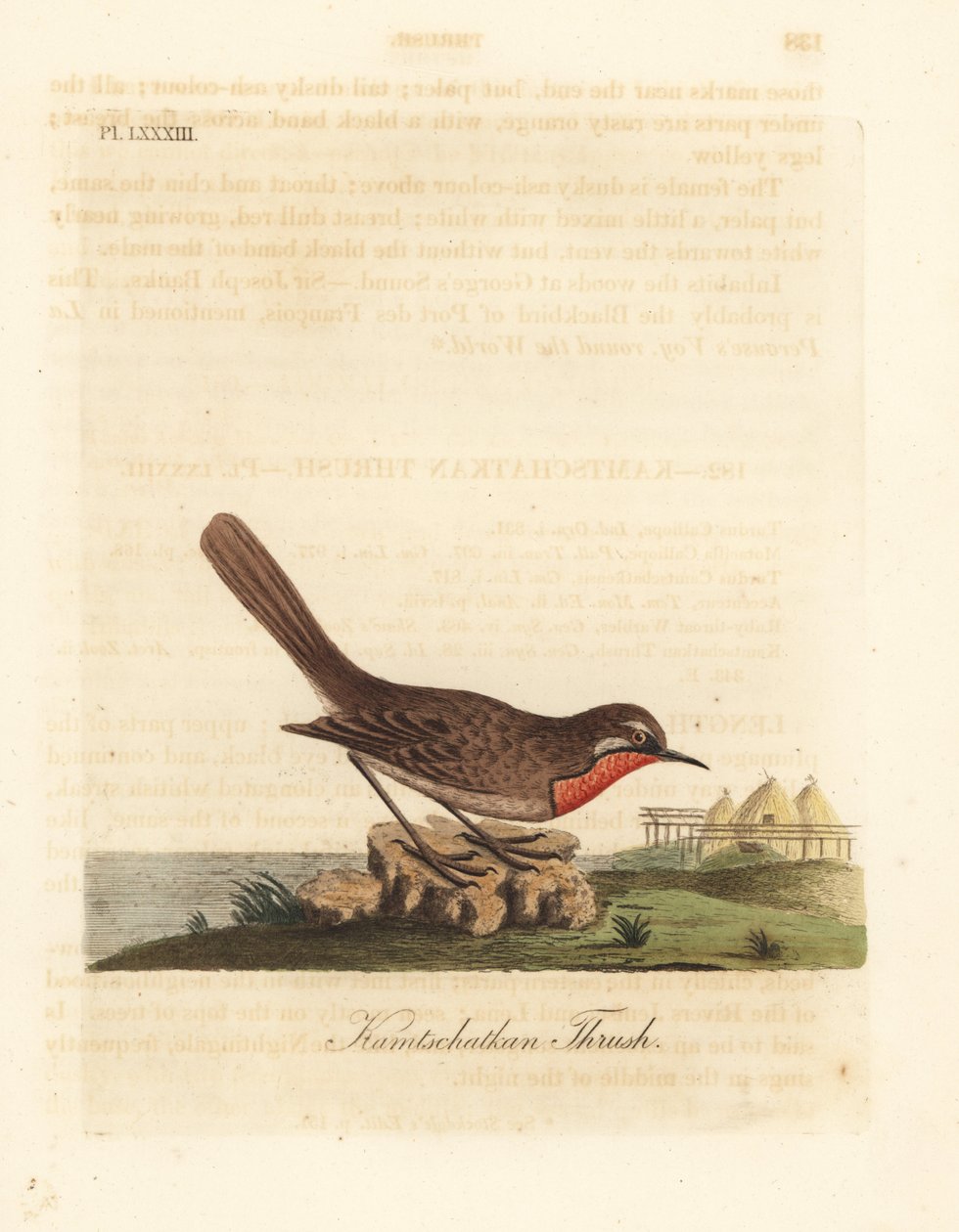 Rubythroat السيبيري ، Luscinia calliope (Kamschatkan thrush ، Turdus calliope). لوح نحاسي ملون يدويًا رسمه ونقشه جون لاثام من كتابه A General History of Birds ، وينشستر بواسطة جون لاثام