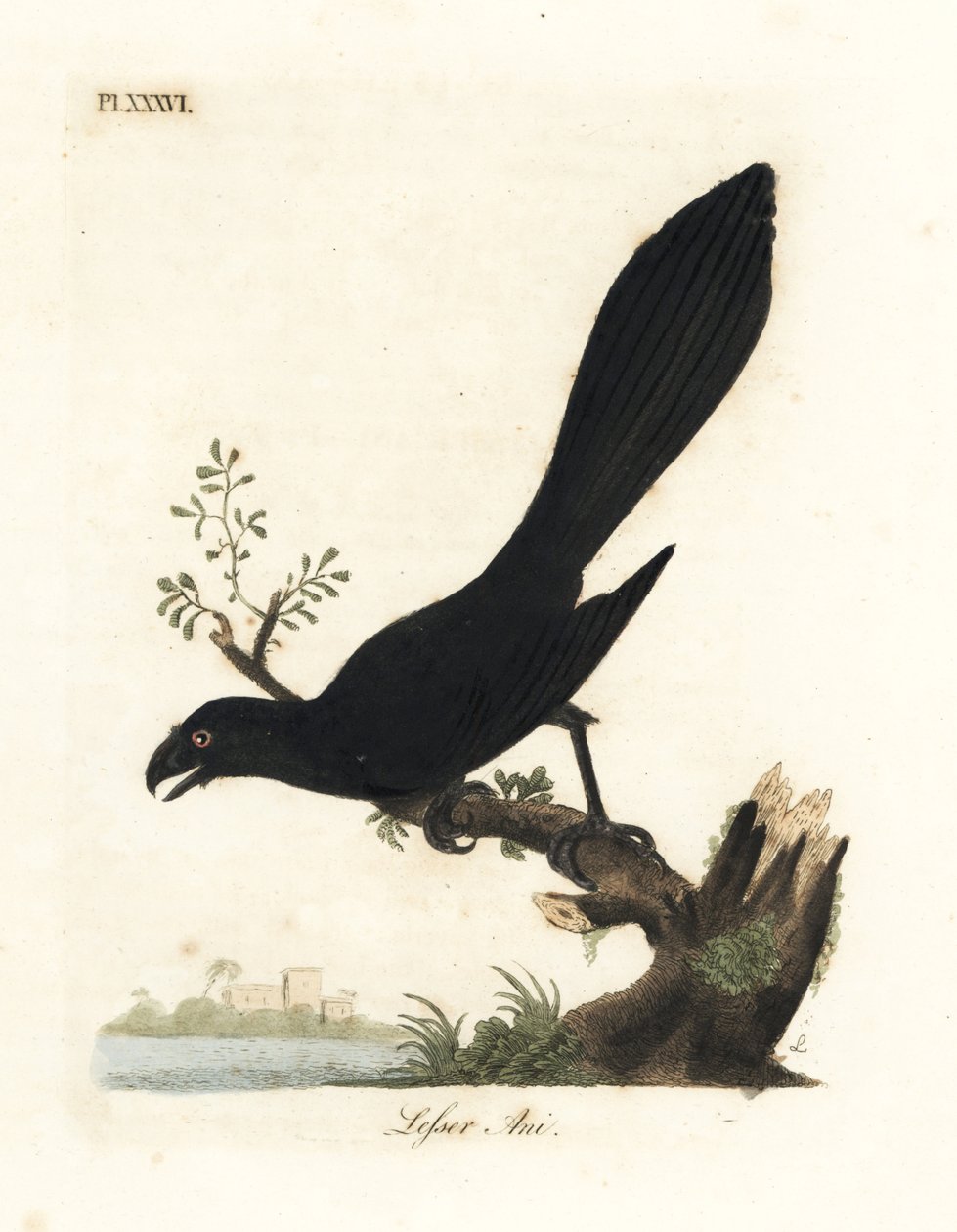 العاني ذو المنقار السلس أو العاني الصغرى ، Crotophaga ani. لوح نحاسي ملون يدويًا رسمه ونقشه جون لاثام من كتابه A General History of Birds ، وينشستر بواسطة جون لاثام