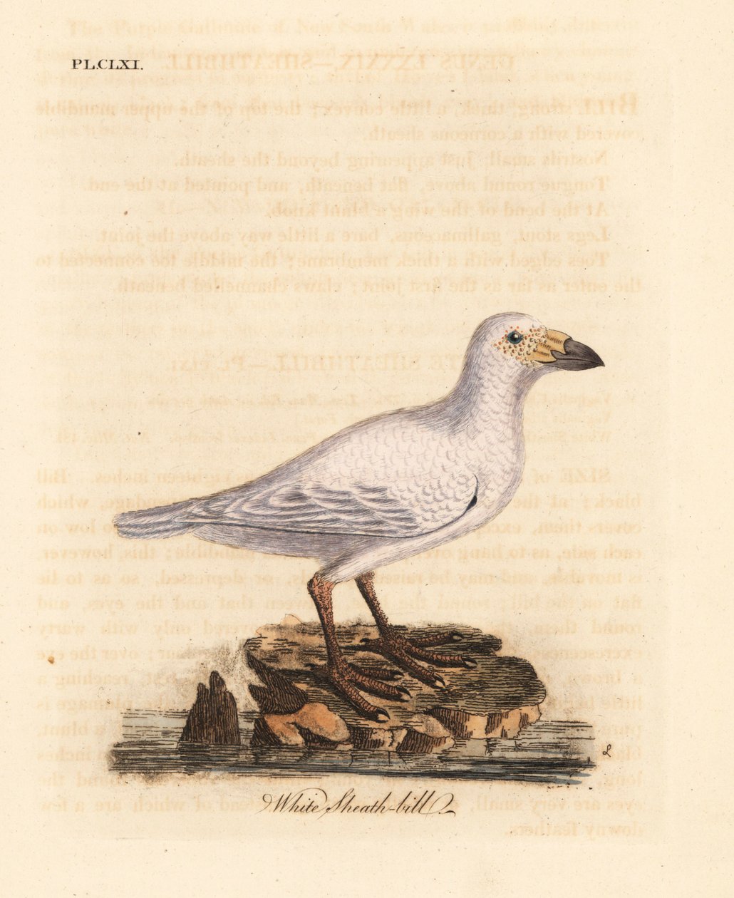 غمد غمد ثلجي ، Chionis albus (غمد أبيض ، Vaginalis chionis). لوح نحاسي ملون يدويًا رسمه ونقشه جون لاثام من كتابه A General History of Birds ، وينشستر بواسطة جون لاثام